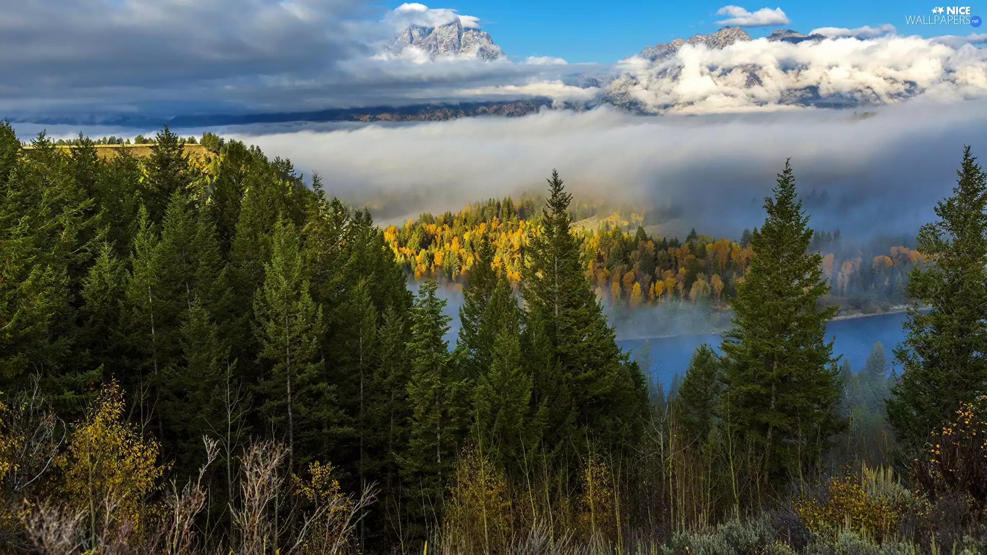 trees, autumn, Spruces, viewes, landscape, The United States, State of Wyoming, Mountains, forest, Grand Teton National Park, Fog