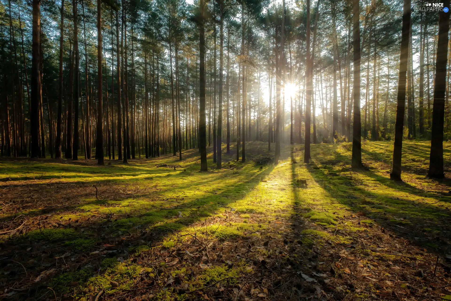 light breaking through sky, rays of the Sun, trees, viewes, forest