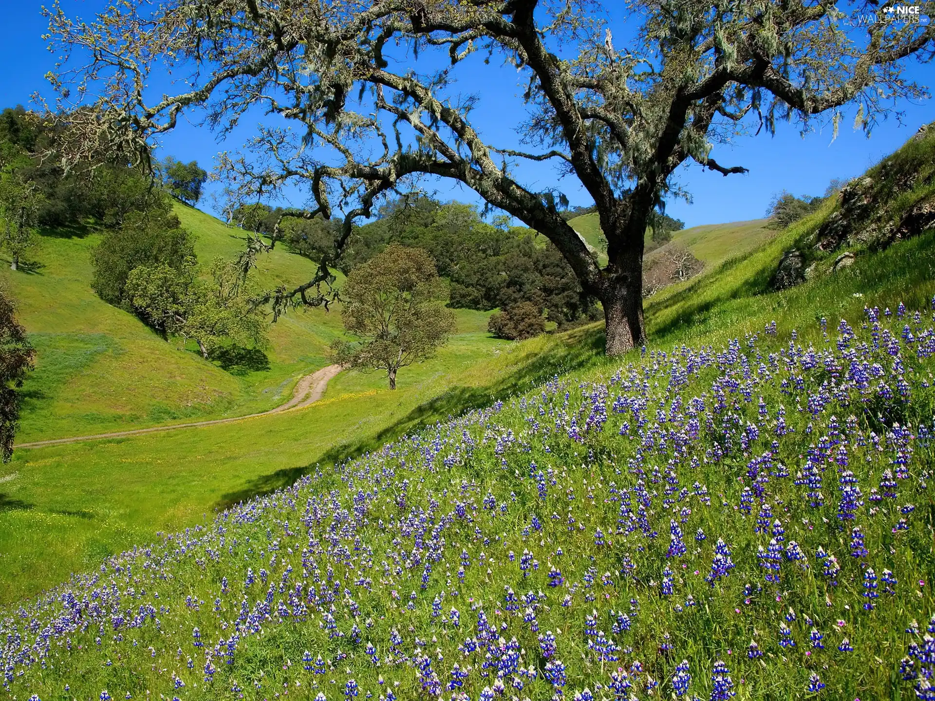 The Hills, Way, trees, viewes, Flowers