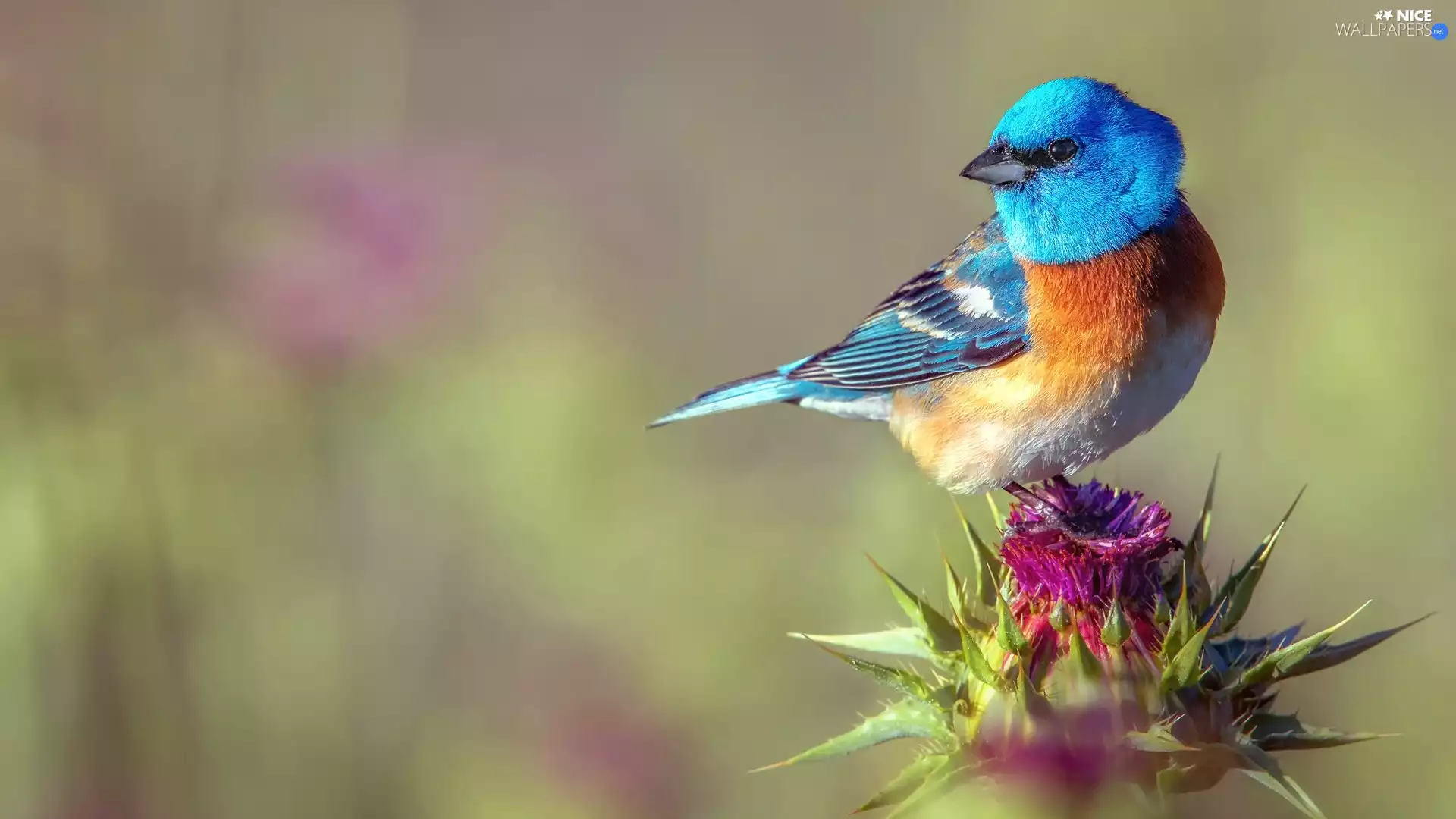 Milk Thistle, Bird, Lazuli Bunting