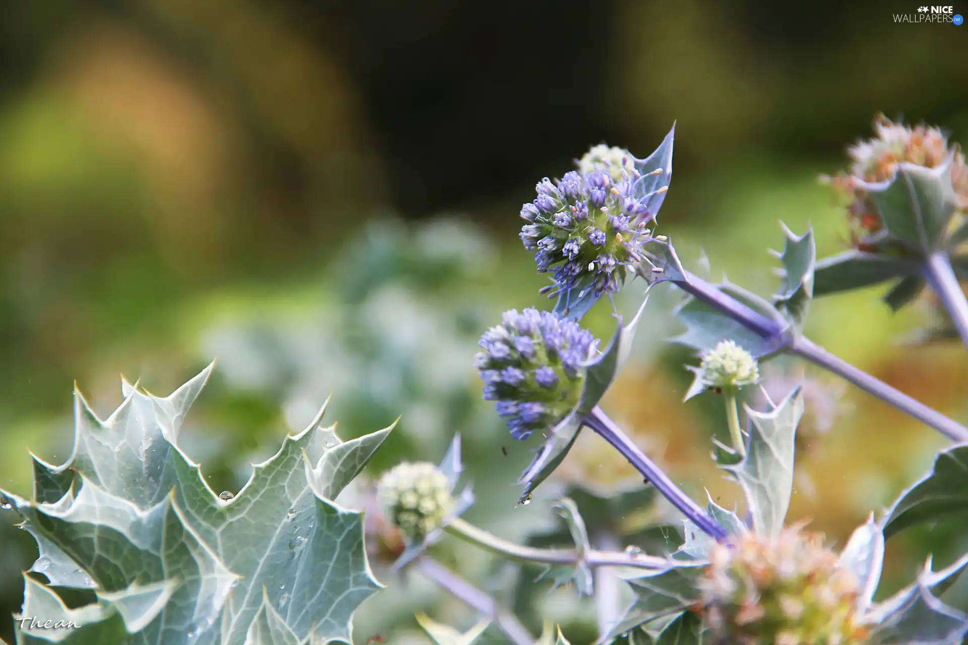 purple, Thistles