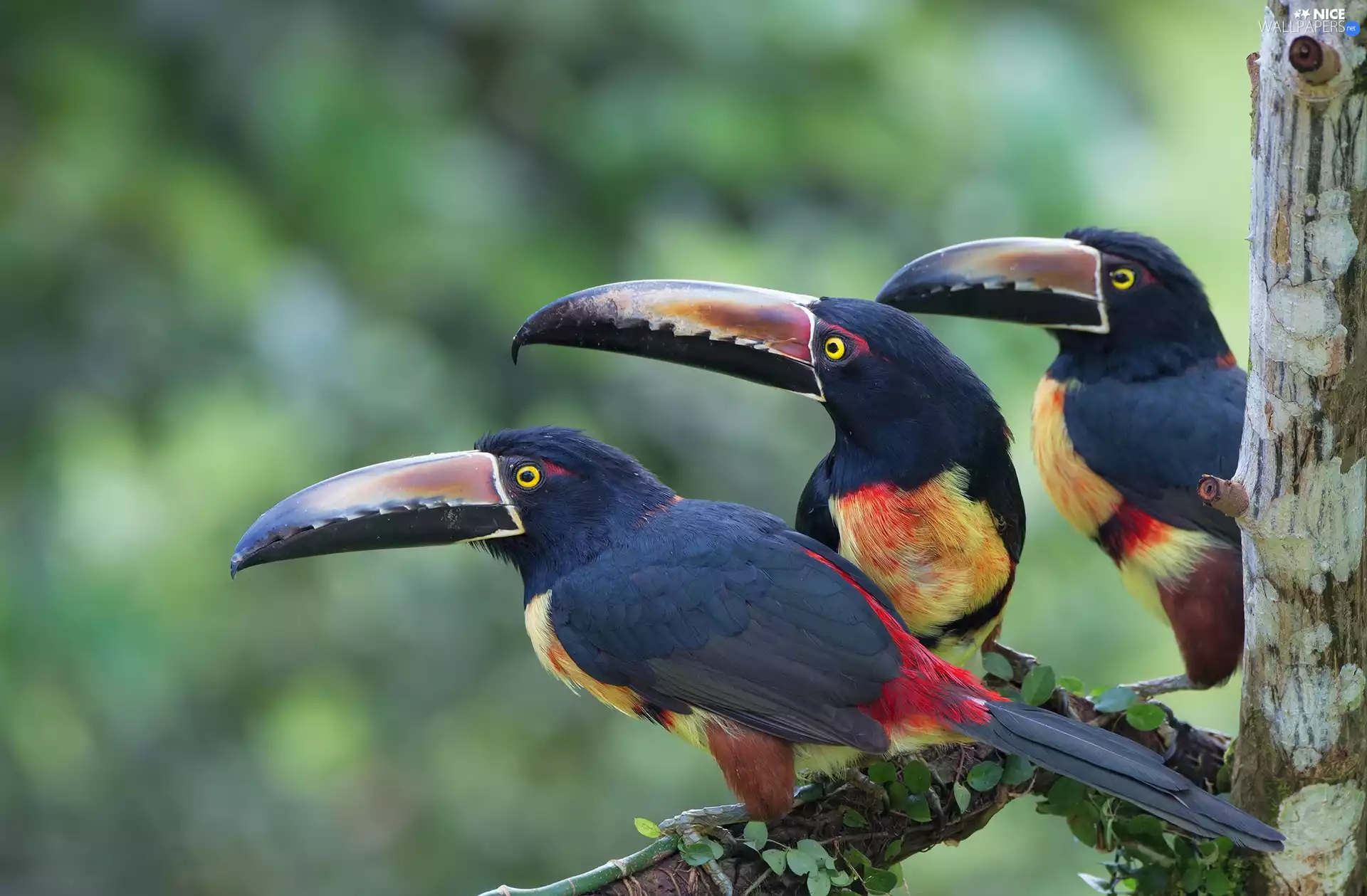 birds, Toucan, branch, Three