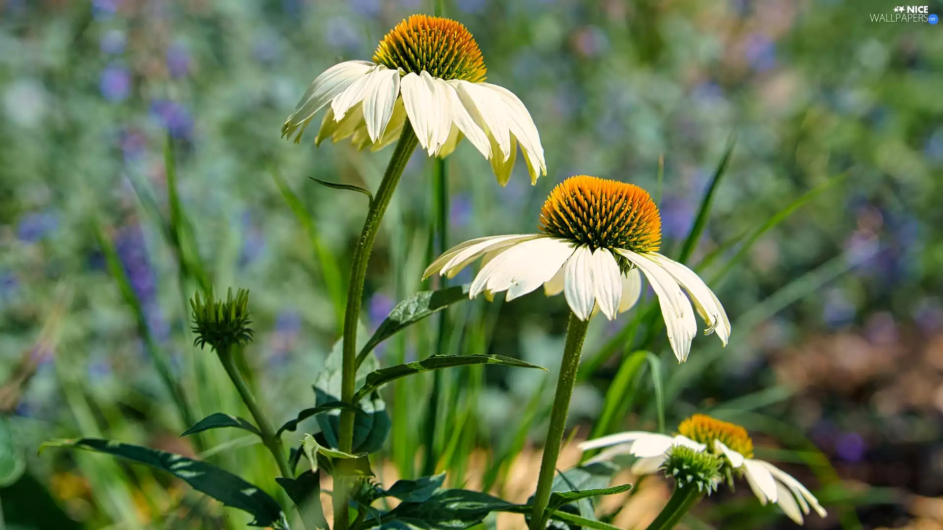 Flowers, White, echinacea, Three