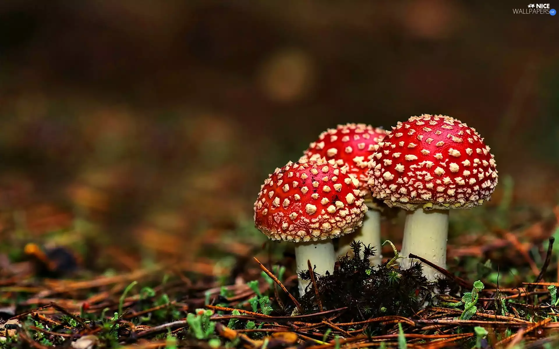 Three, toadstools