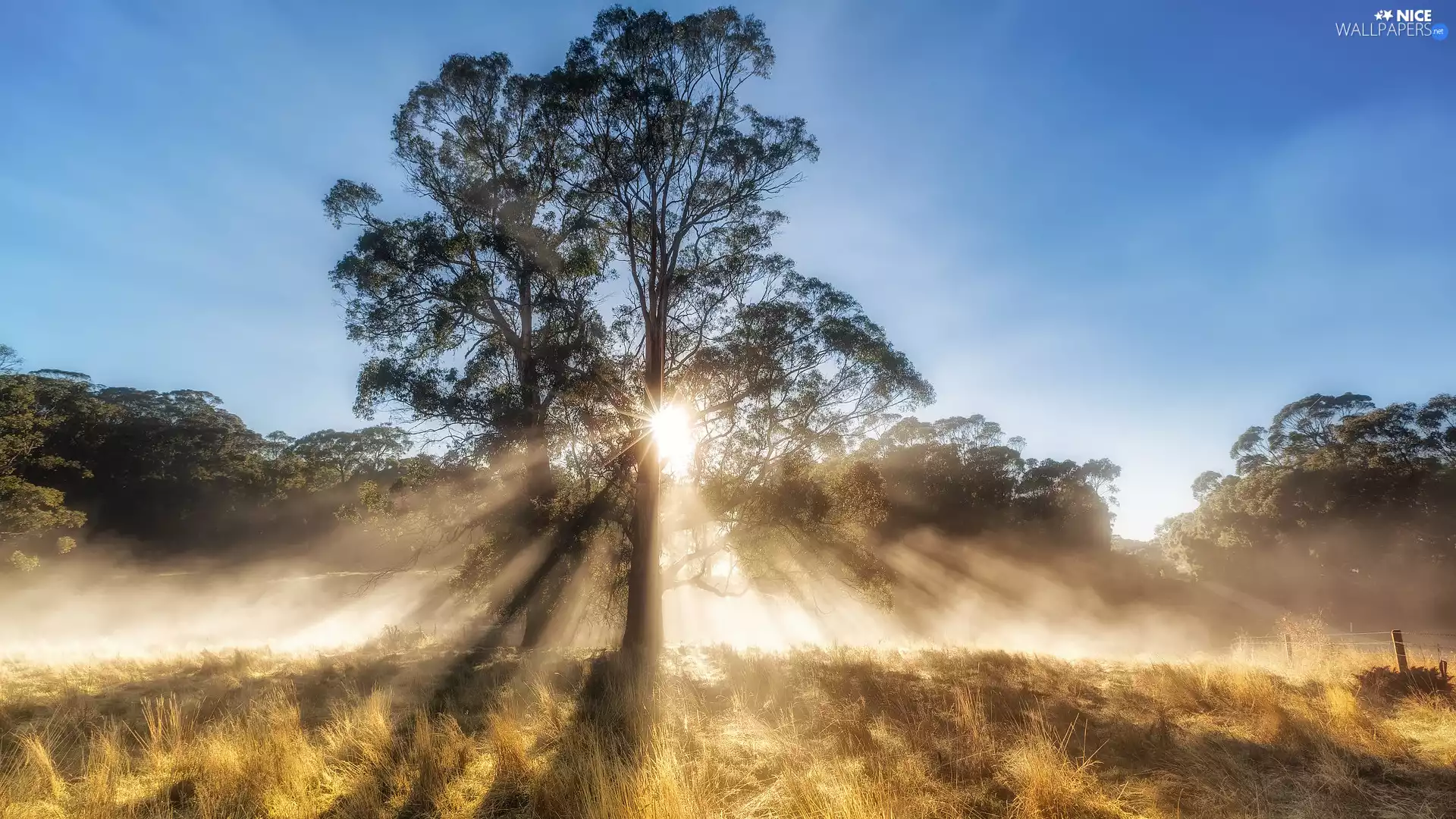 trees, light breaking through sky, sun, Meadow