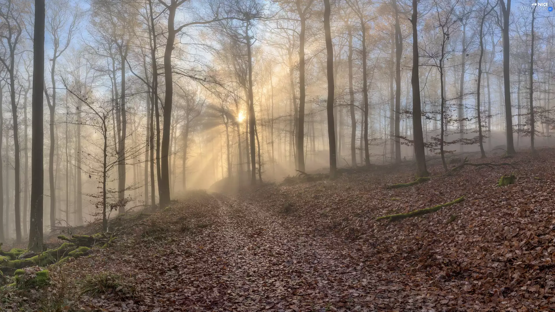 viewes, fallen, autumn, Leaf, light breaking through sky, trees, forest, Path