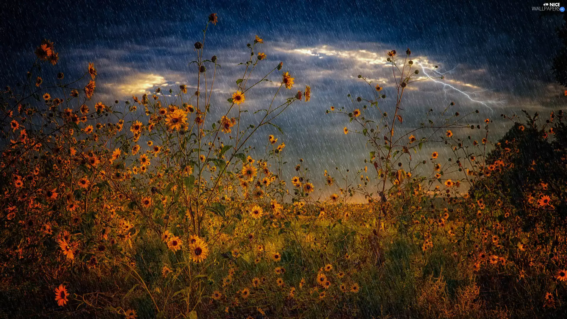 Rain, thunderbolt, Flowers, Storm, Yellow