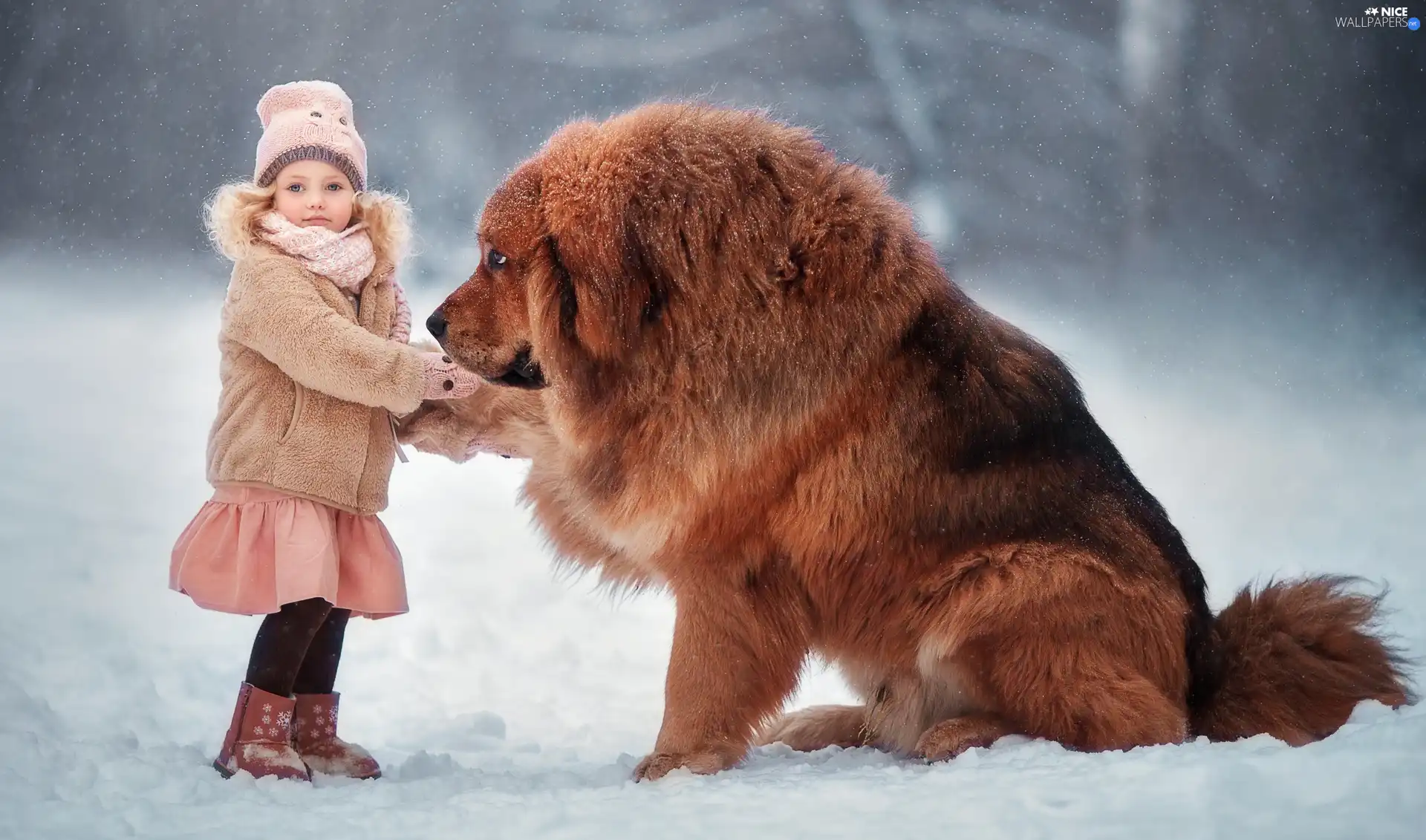 winter, snow, dog, Tibetan Mastiff, girl