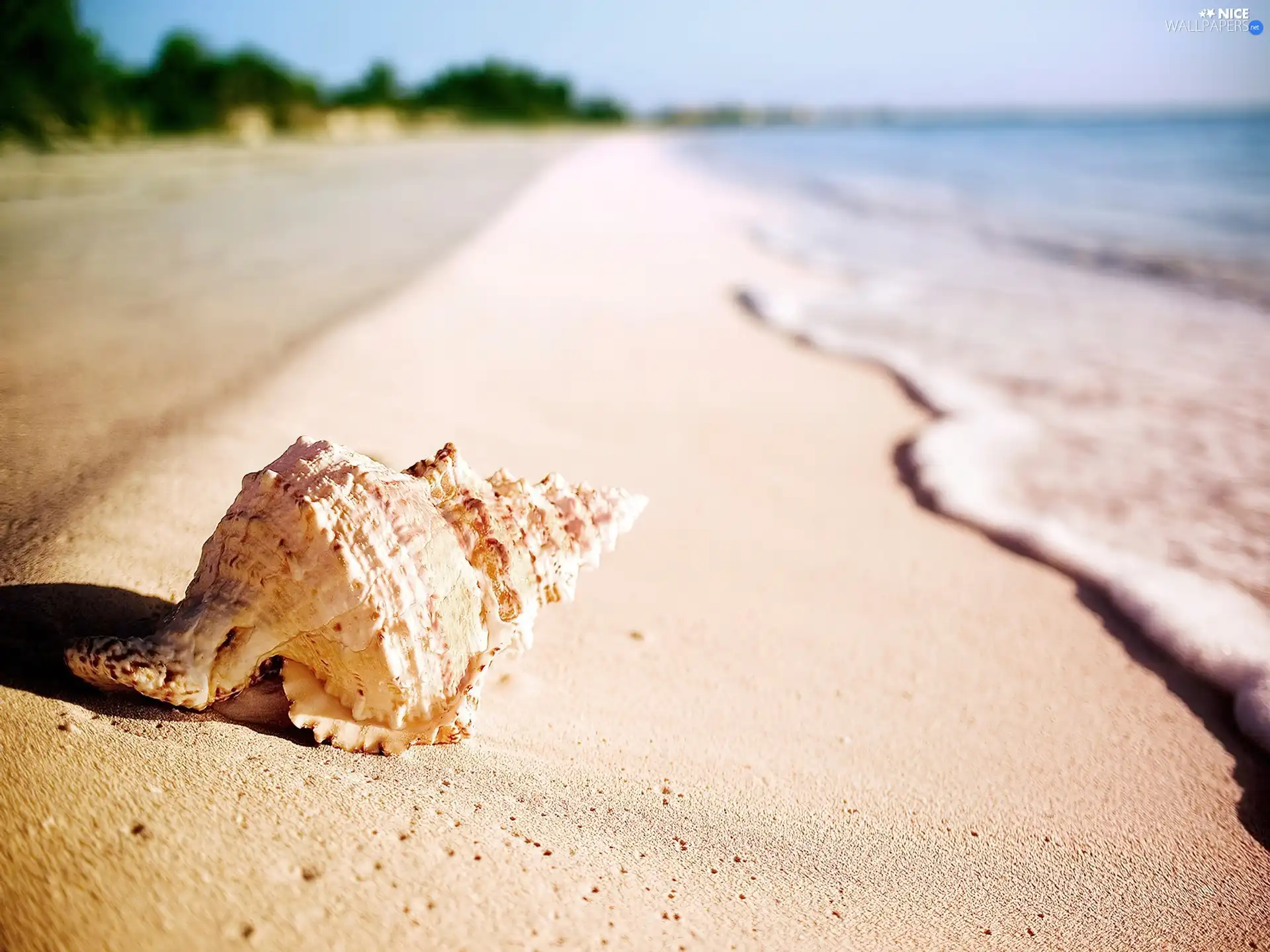 Tides, shell, Beaches