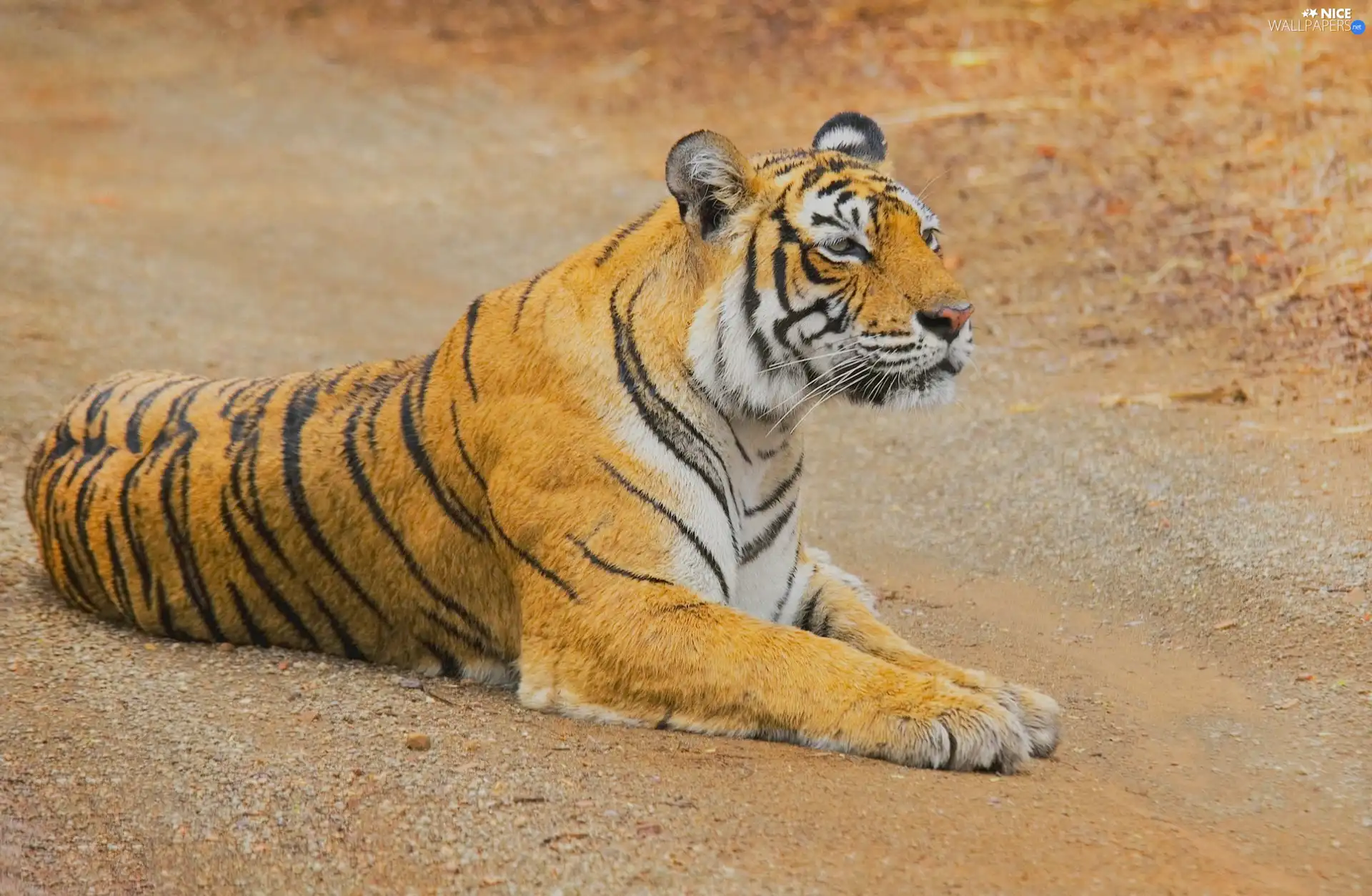 tiger