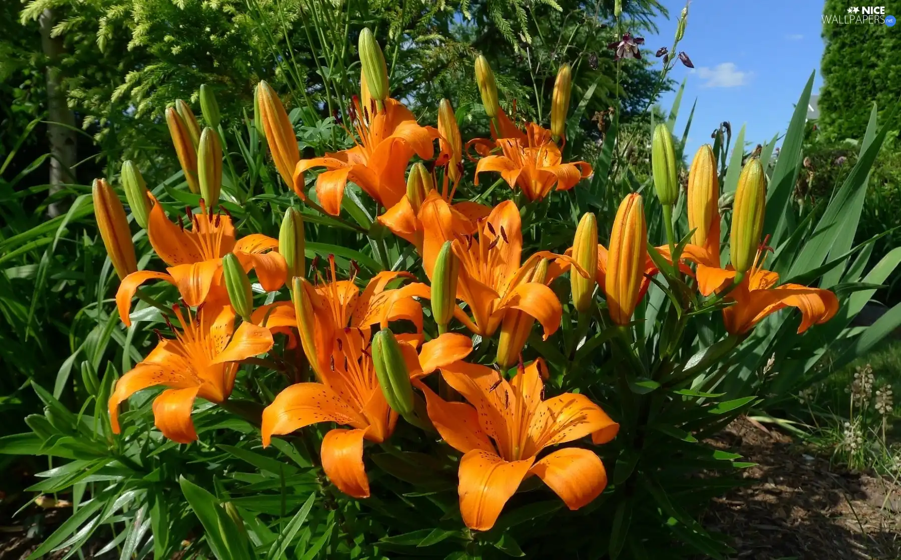 flowerbed, Flowers, tiger Lilies