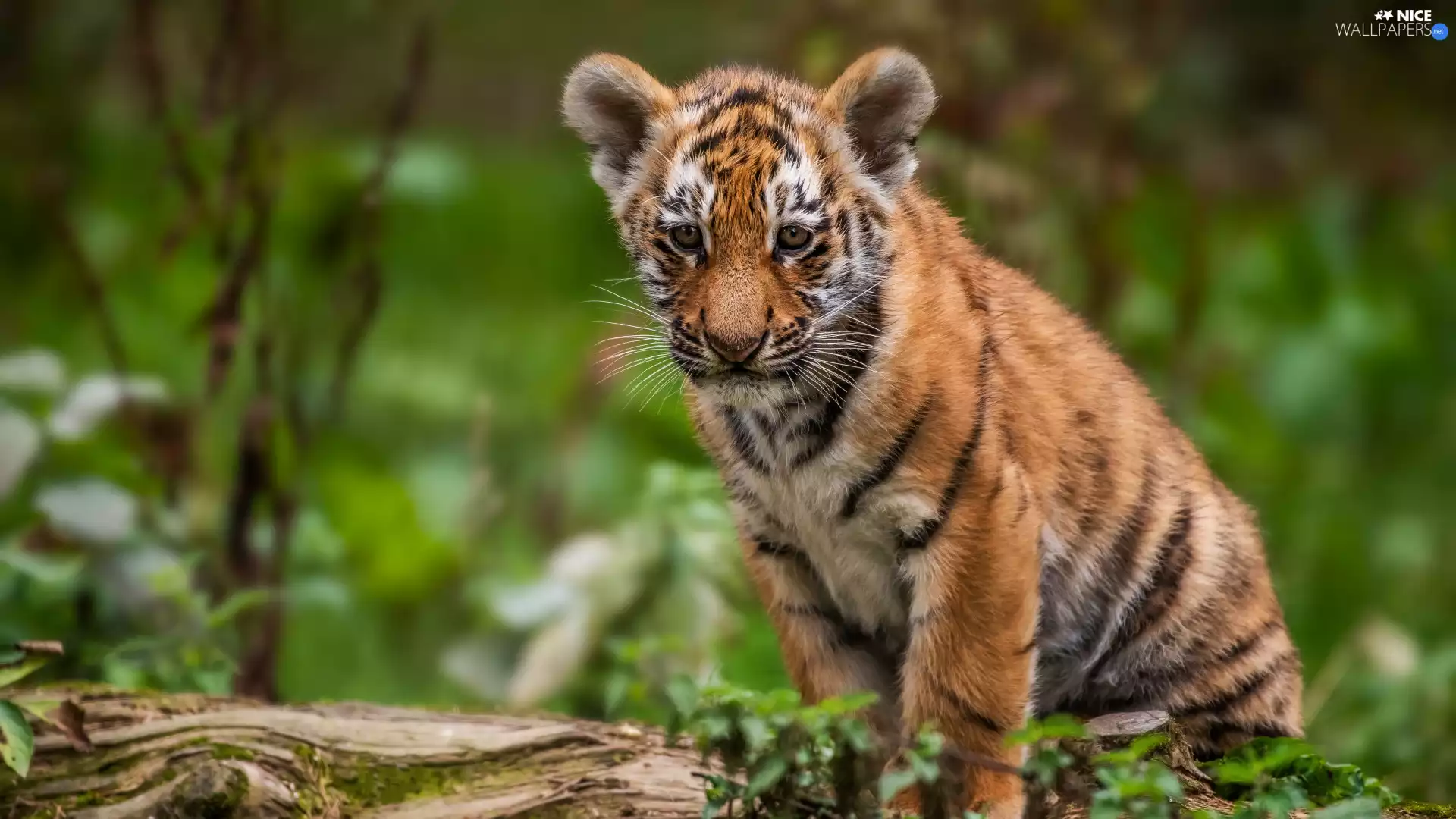 tiger, young, sitter