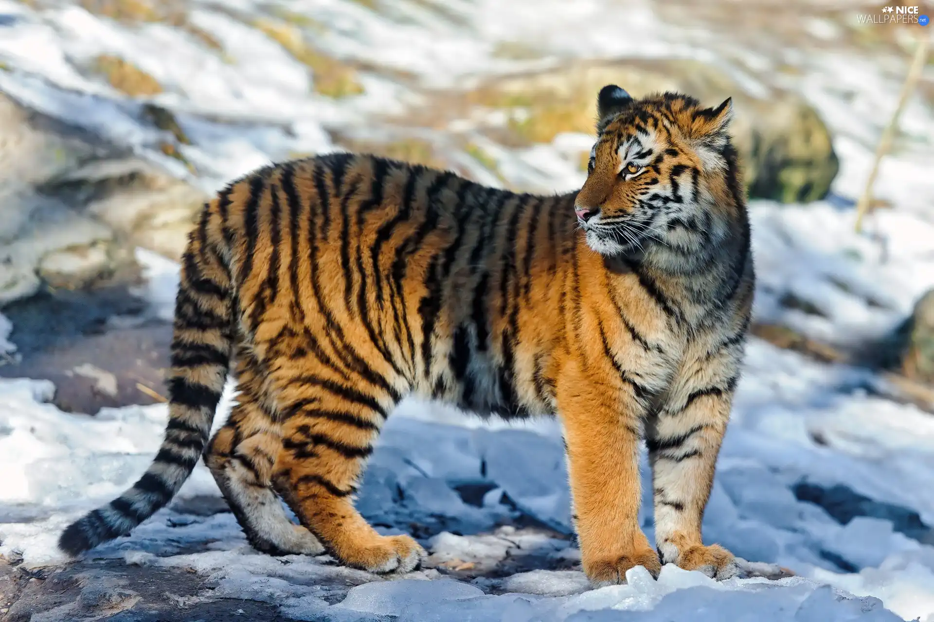 snow, tiger