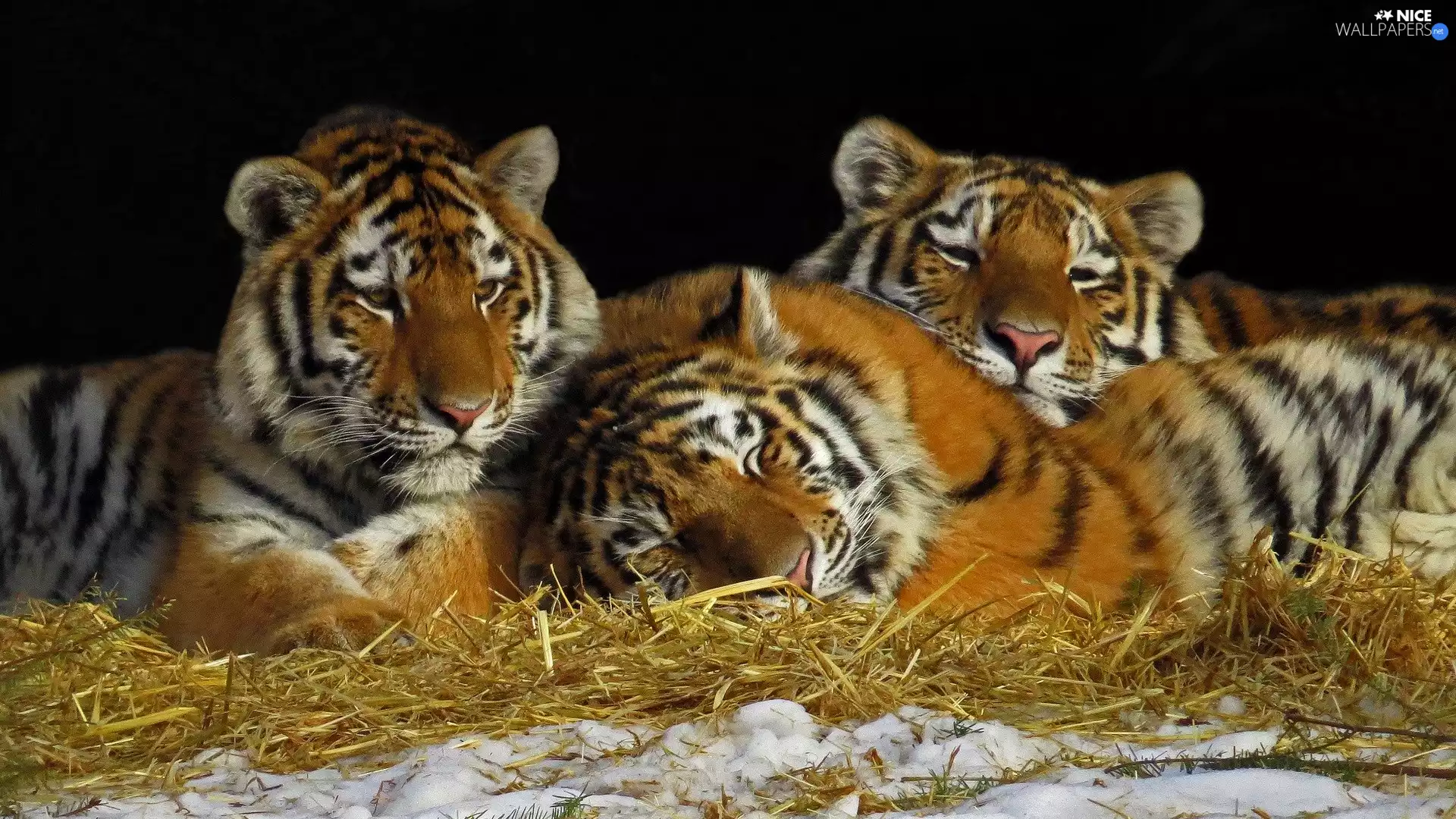 Three, grass, snow, tigress