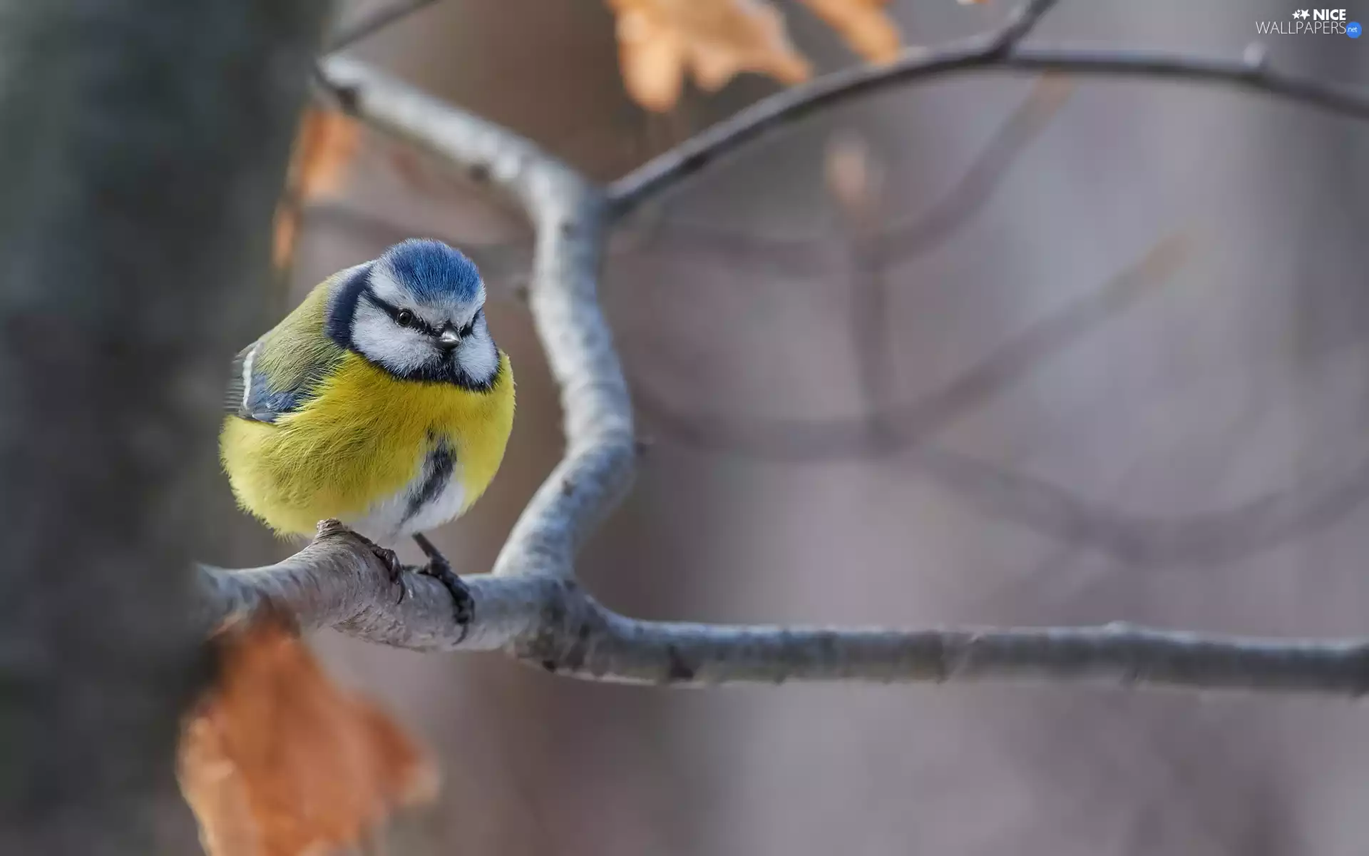 Bird, Tit Ordinary, Twigs, tit