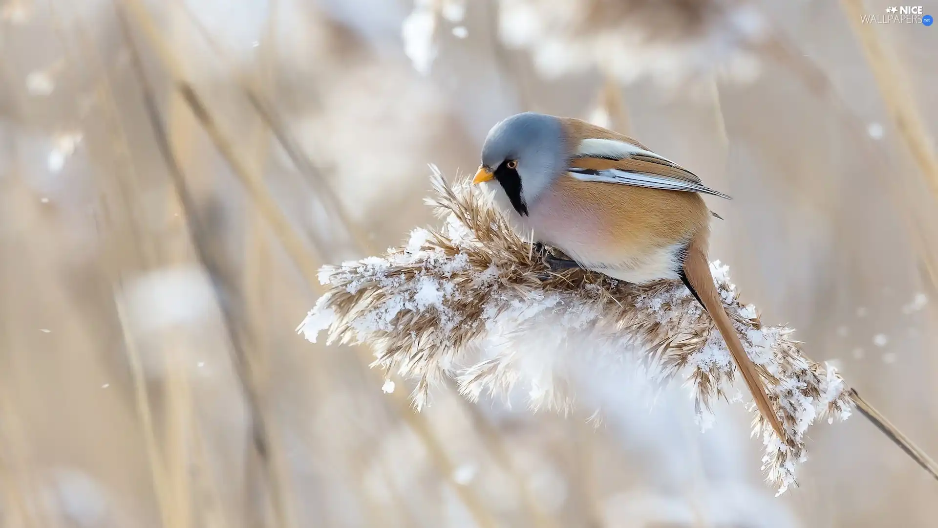 plant, Bird, Bearded Tit