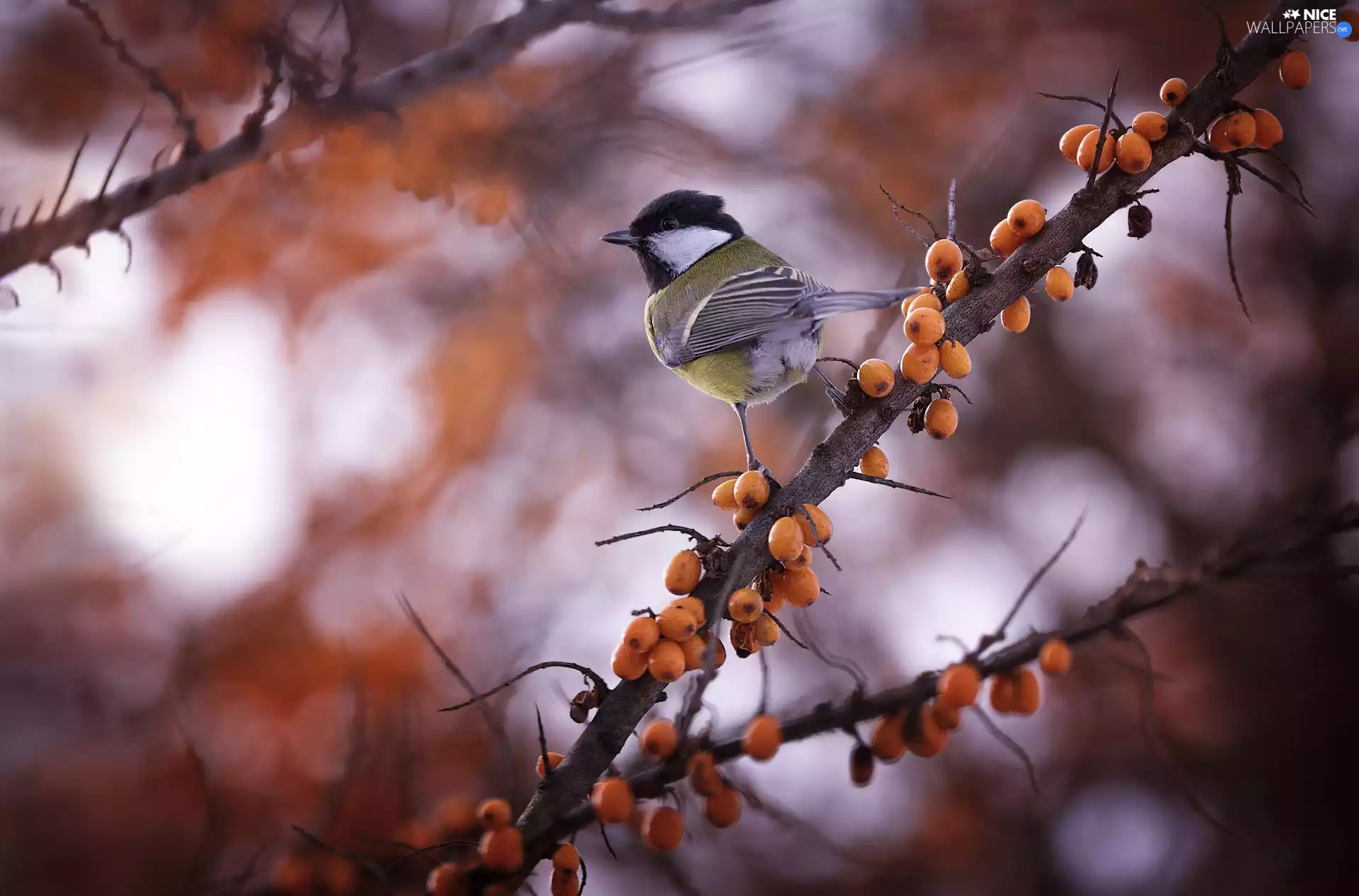 Twigs, tit, Great Tit