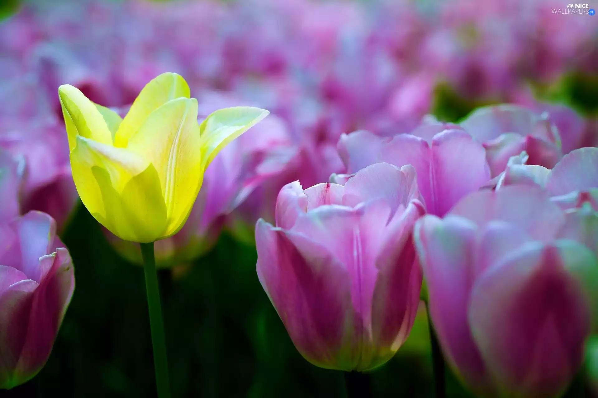 purple, tle, tulip, an, Yellow