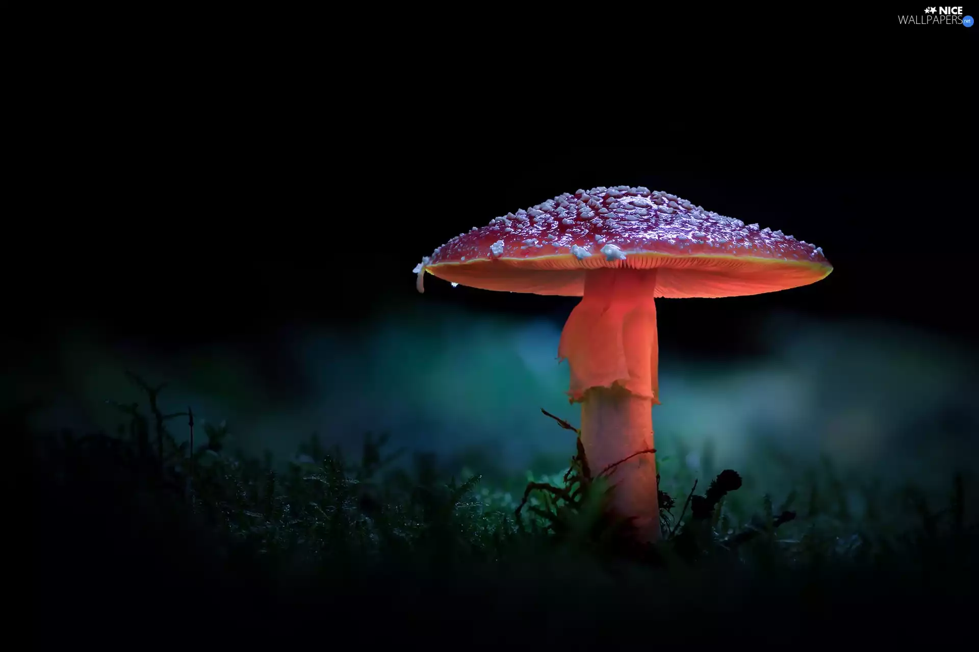 illuminated, toadstool, Dark Background, Mushrooms
