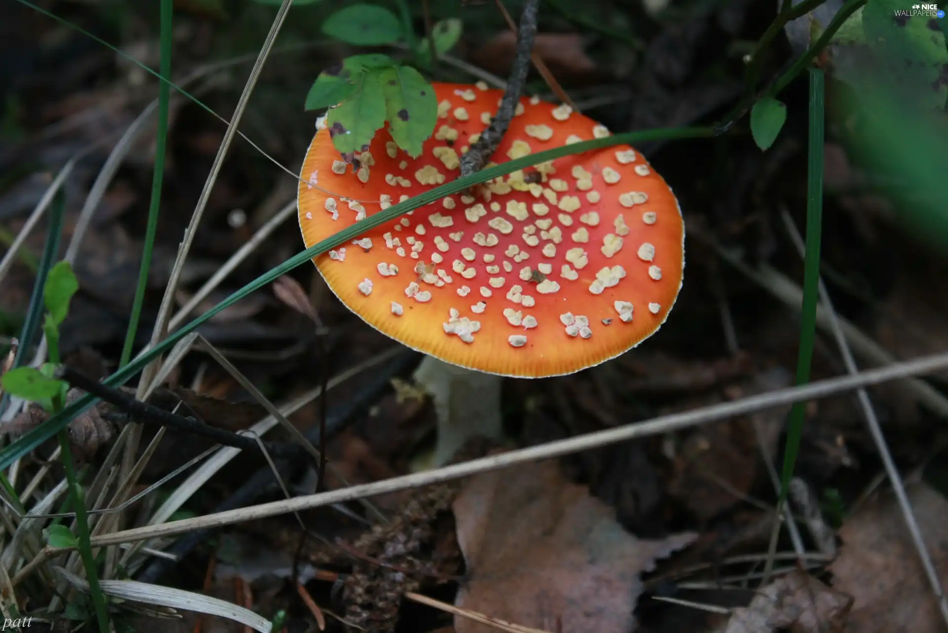toadstool, autumn, Mushrooms