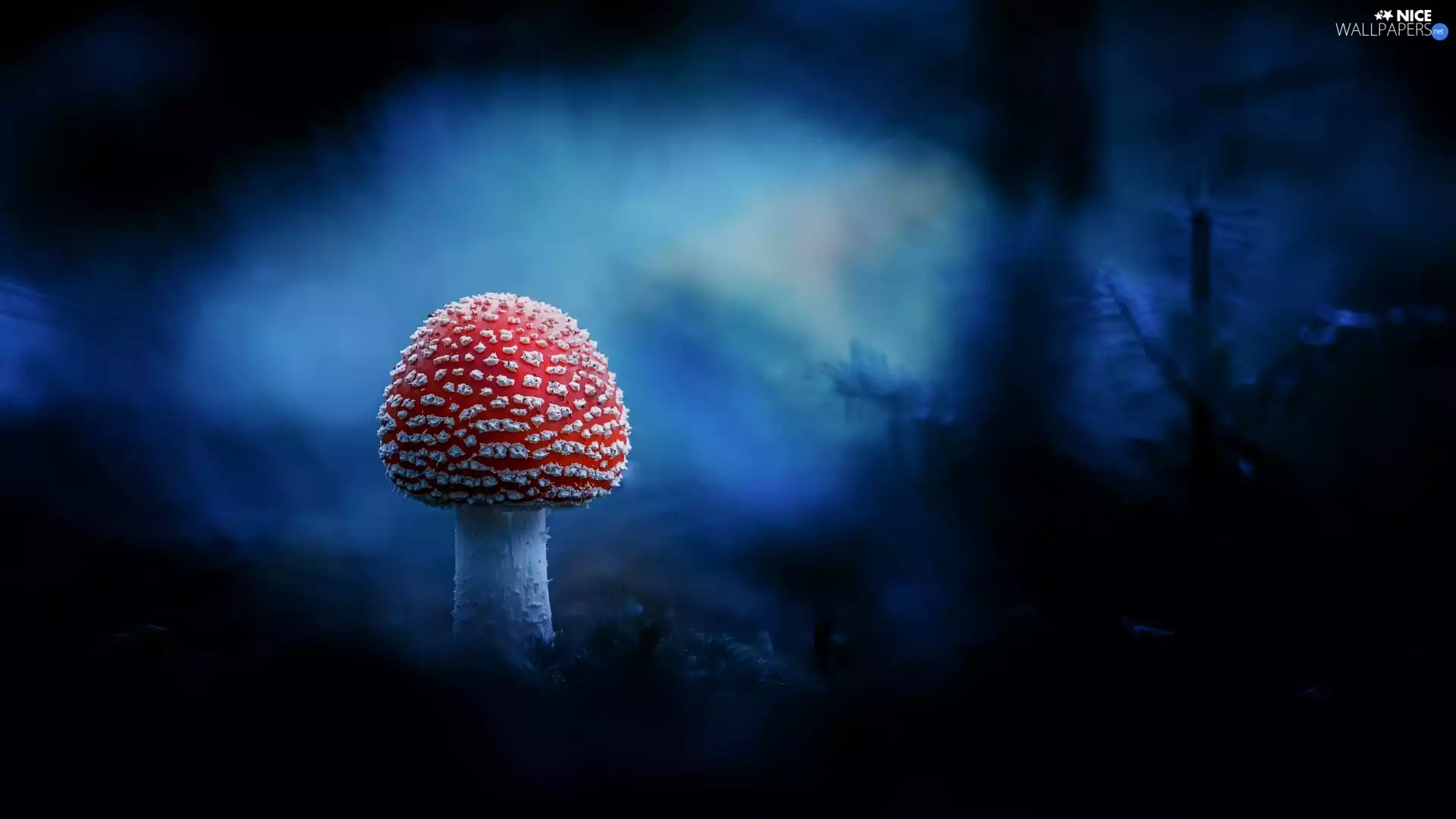 Mushrooms, Blue, background, toadstool
