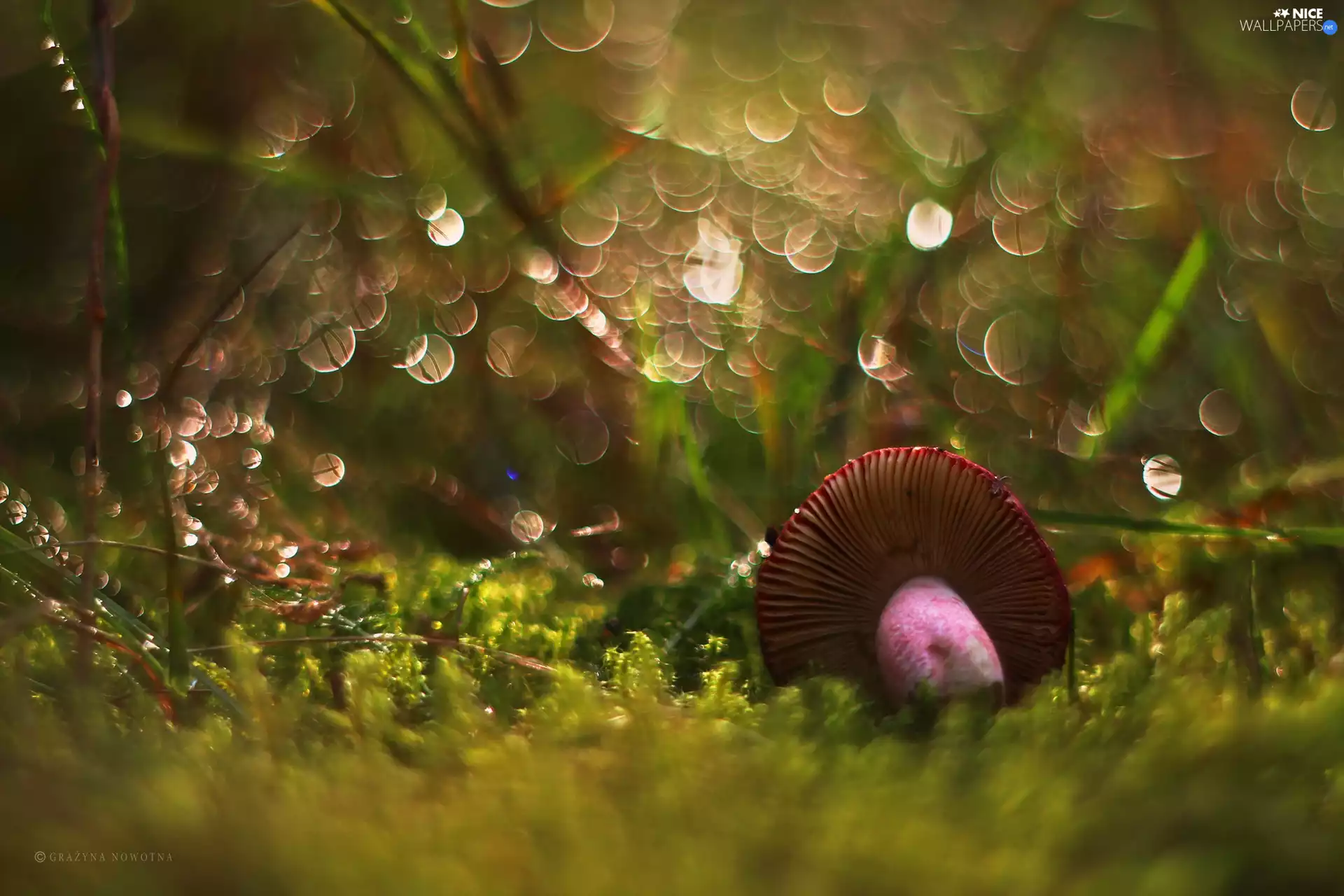 Mushrooms, Moss, Bokeh, toadstool