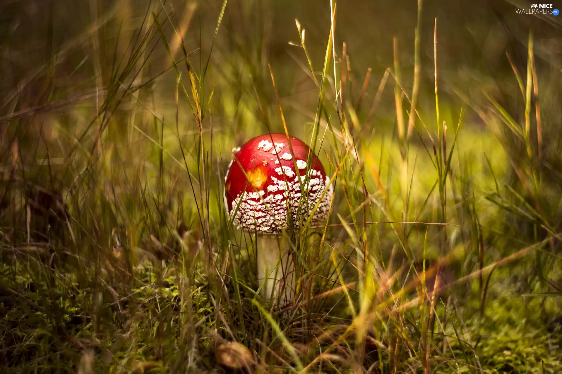 toadstool, Mushrooms, Red