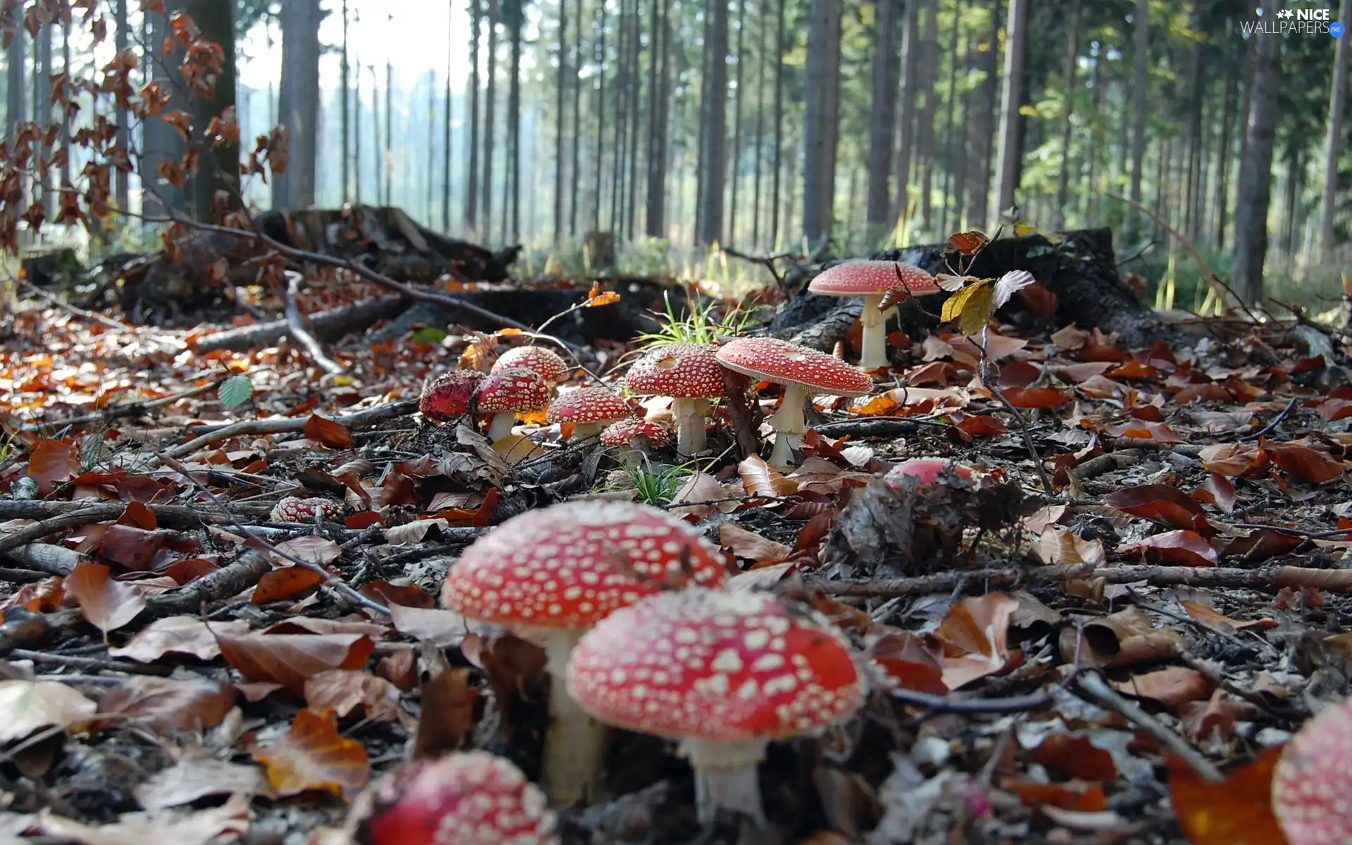 toadstools, forest, fleece