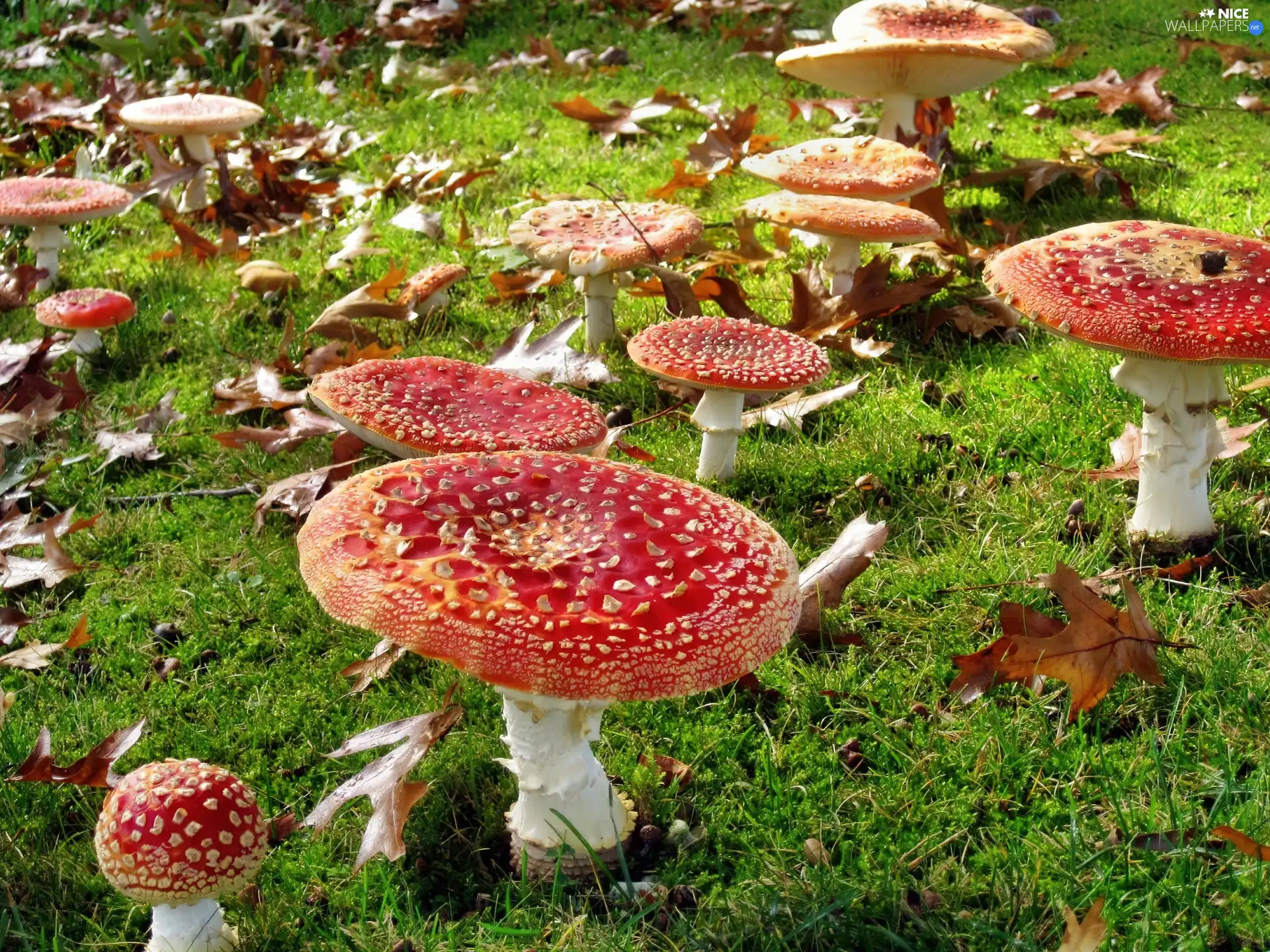 Red, toadstools