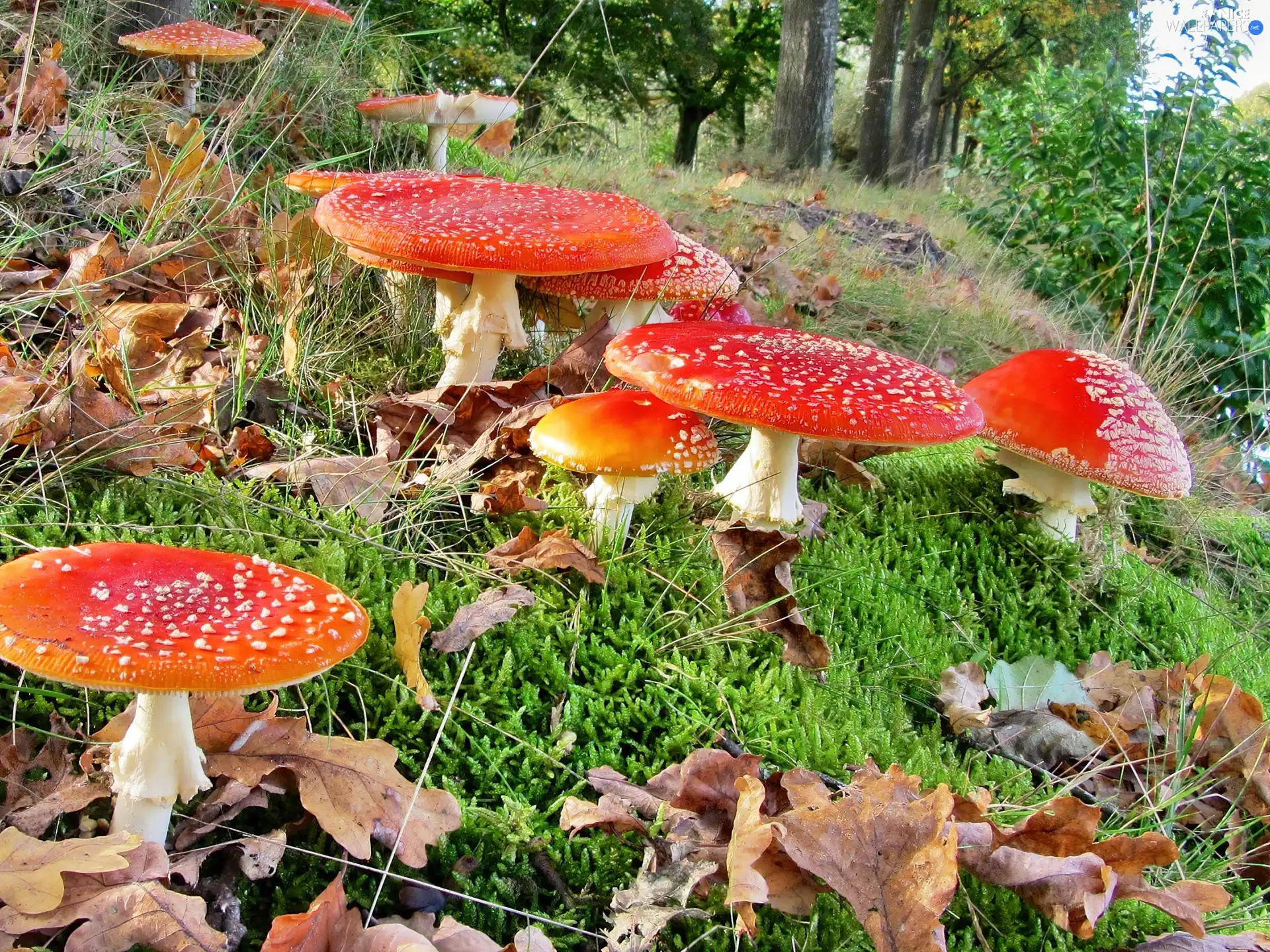 toadstools, folks, red