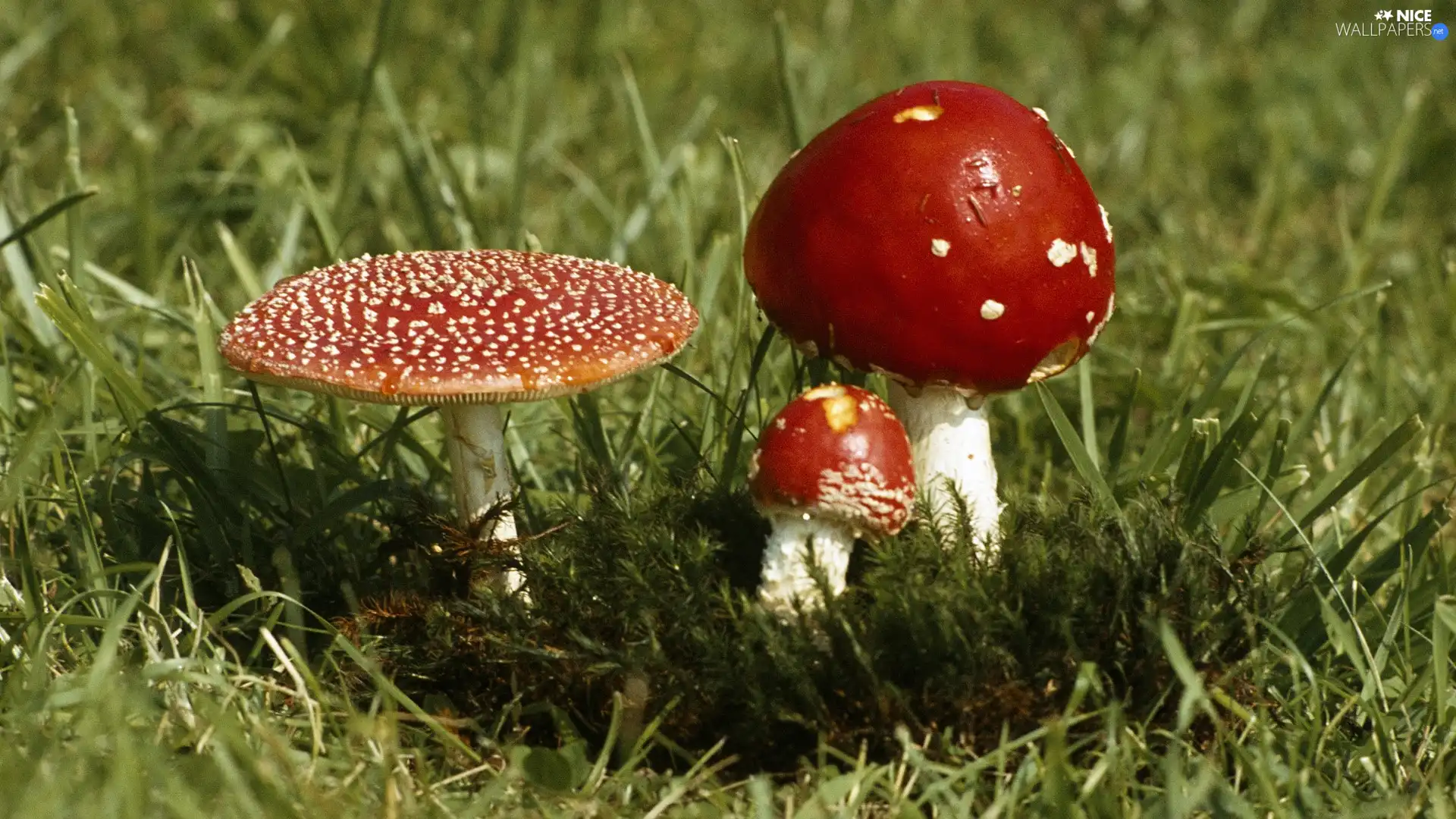 toadstools, Three, Red