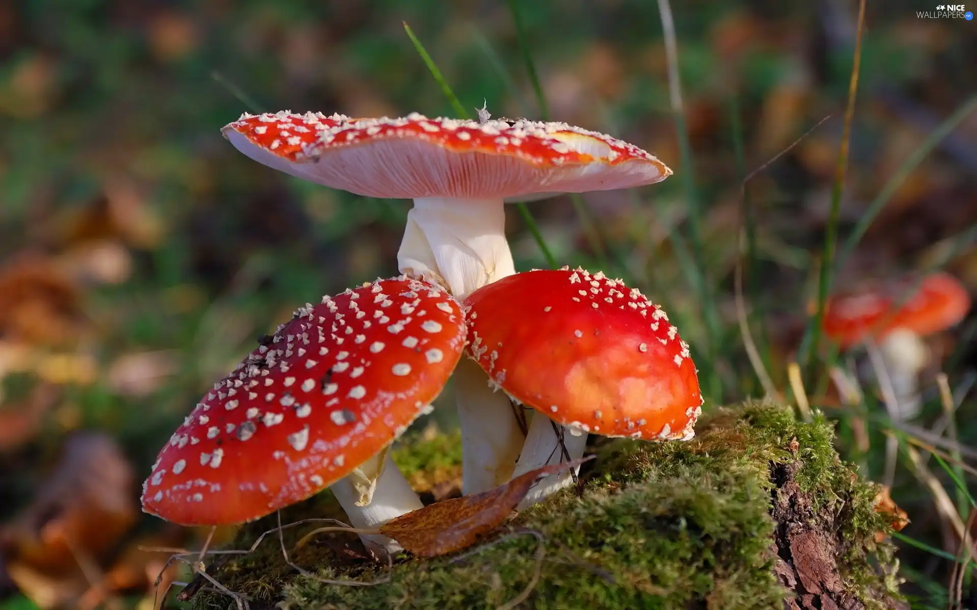 toadstools, Three, Red