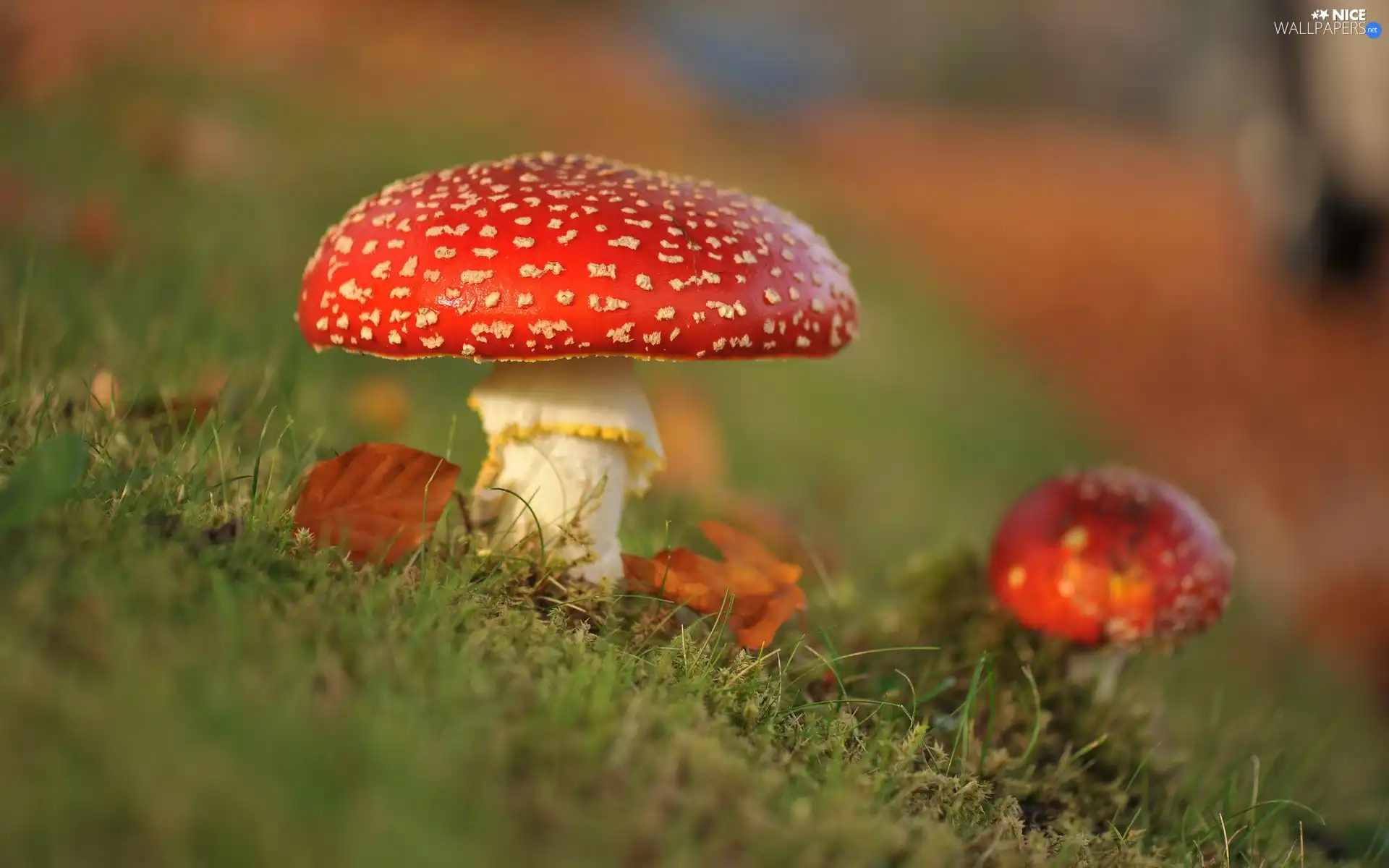 Red, toadstools