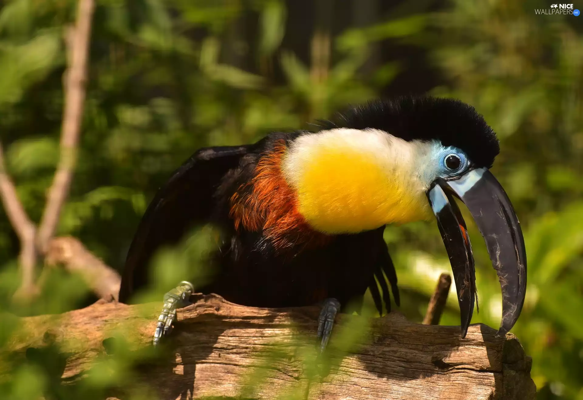 Bird, Keel-billed Toucan
