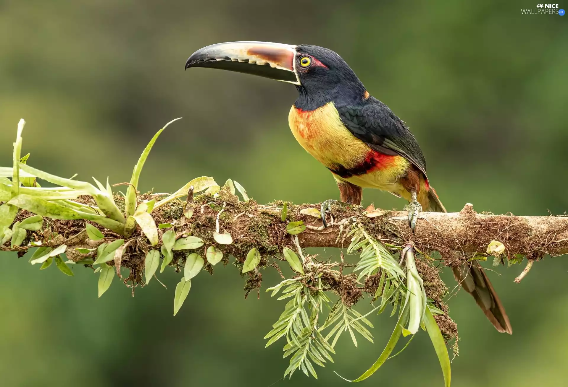 Bird, branch, leaves, Toucan