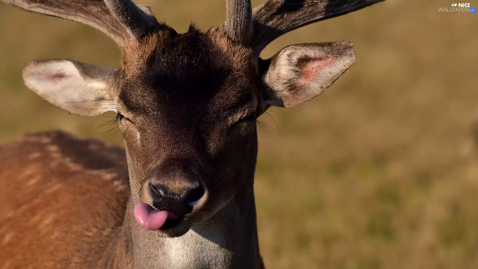 Tounge, young, fawn