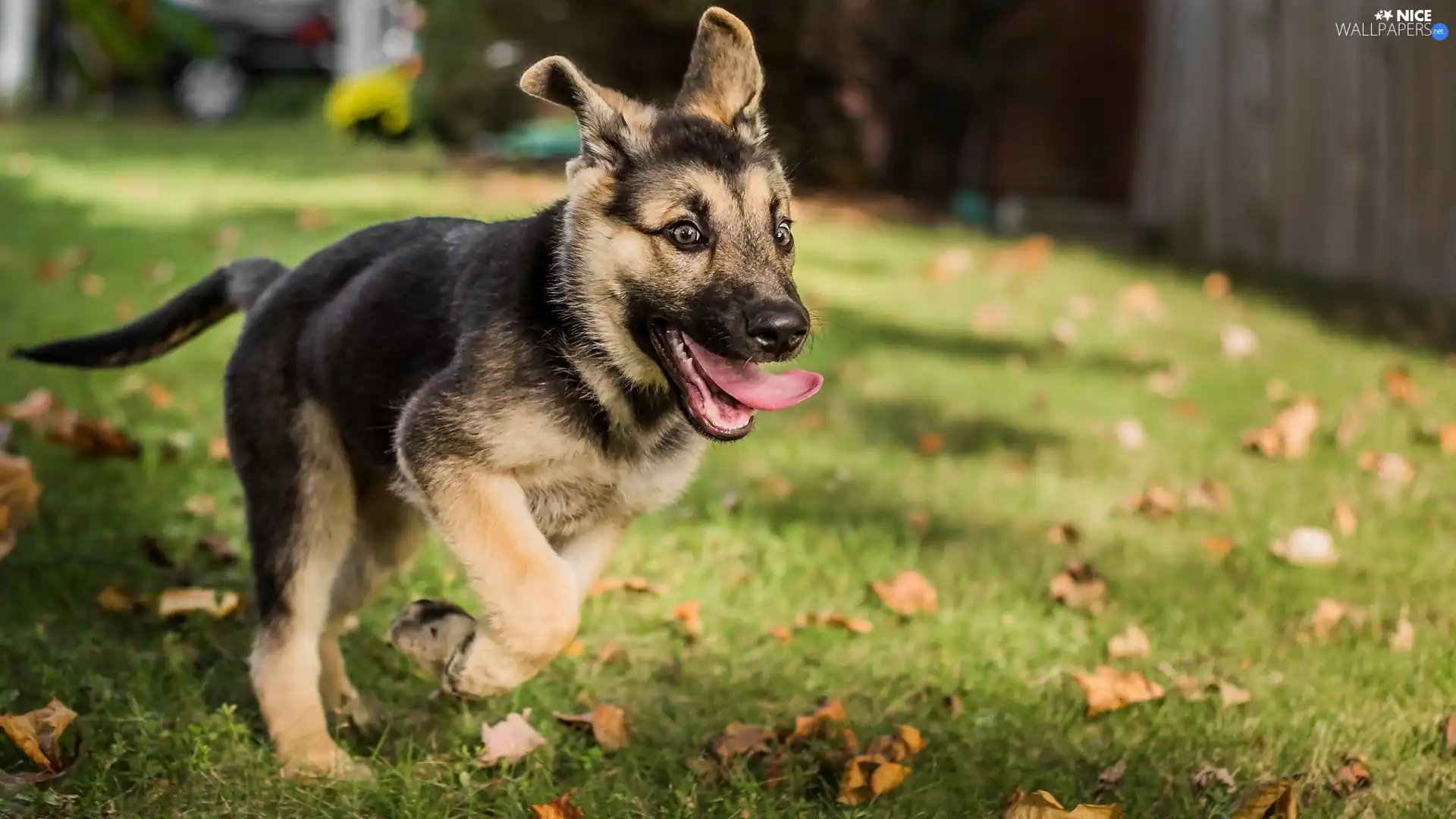dog, grass, Tounge, German Shepherd