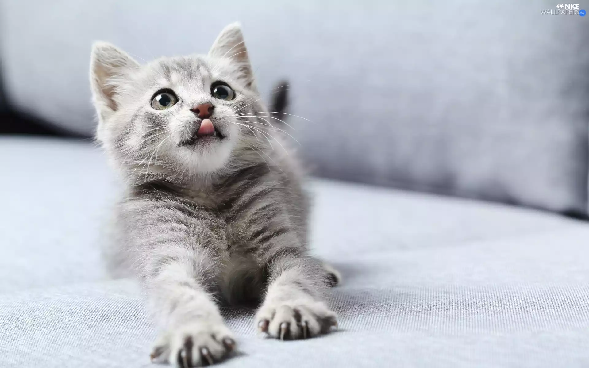 Tounge, small, kitten