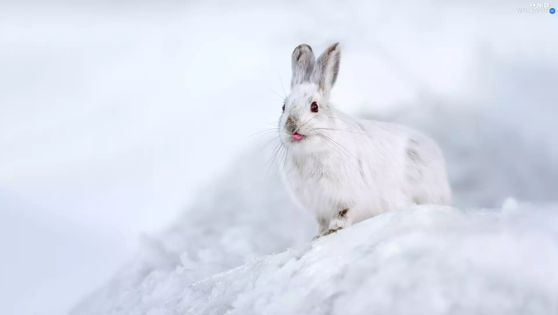White, Tounge, snow, Wild Rabbit