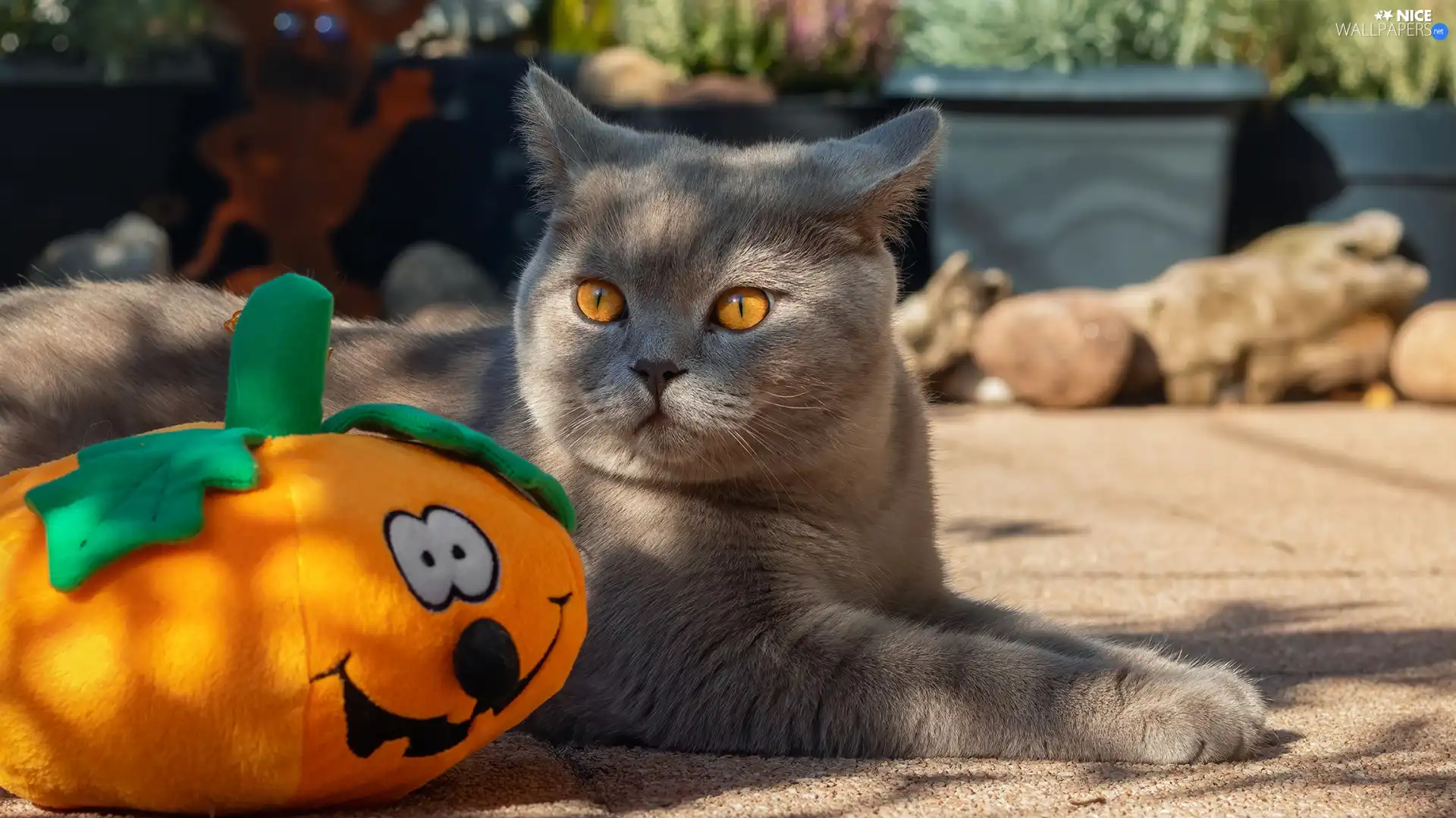 toy, cat, pumpkin