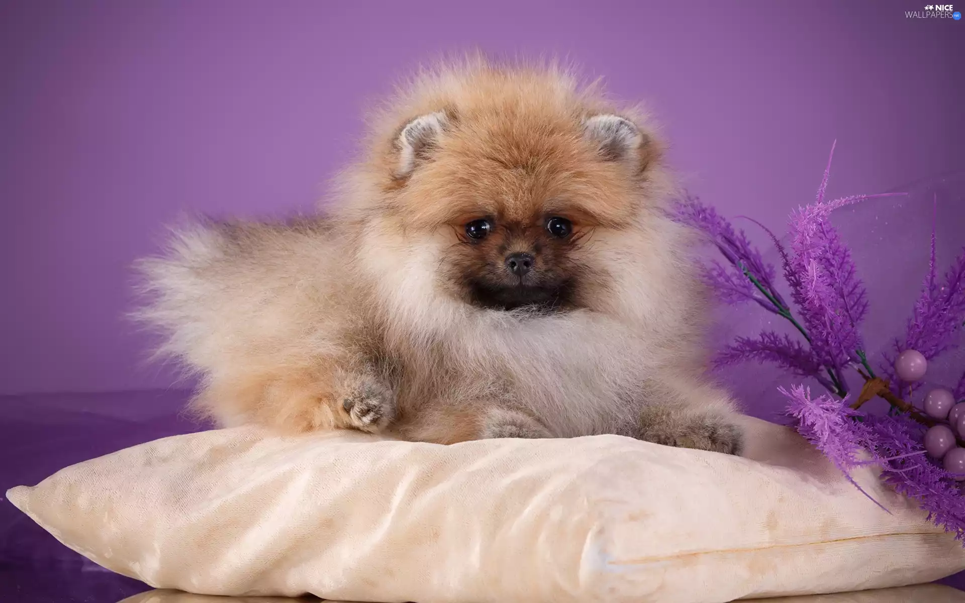 dog, Toy Spitz, Pillow, fluffy