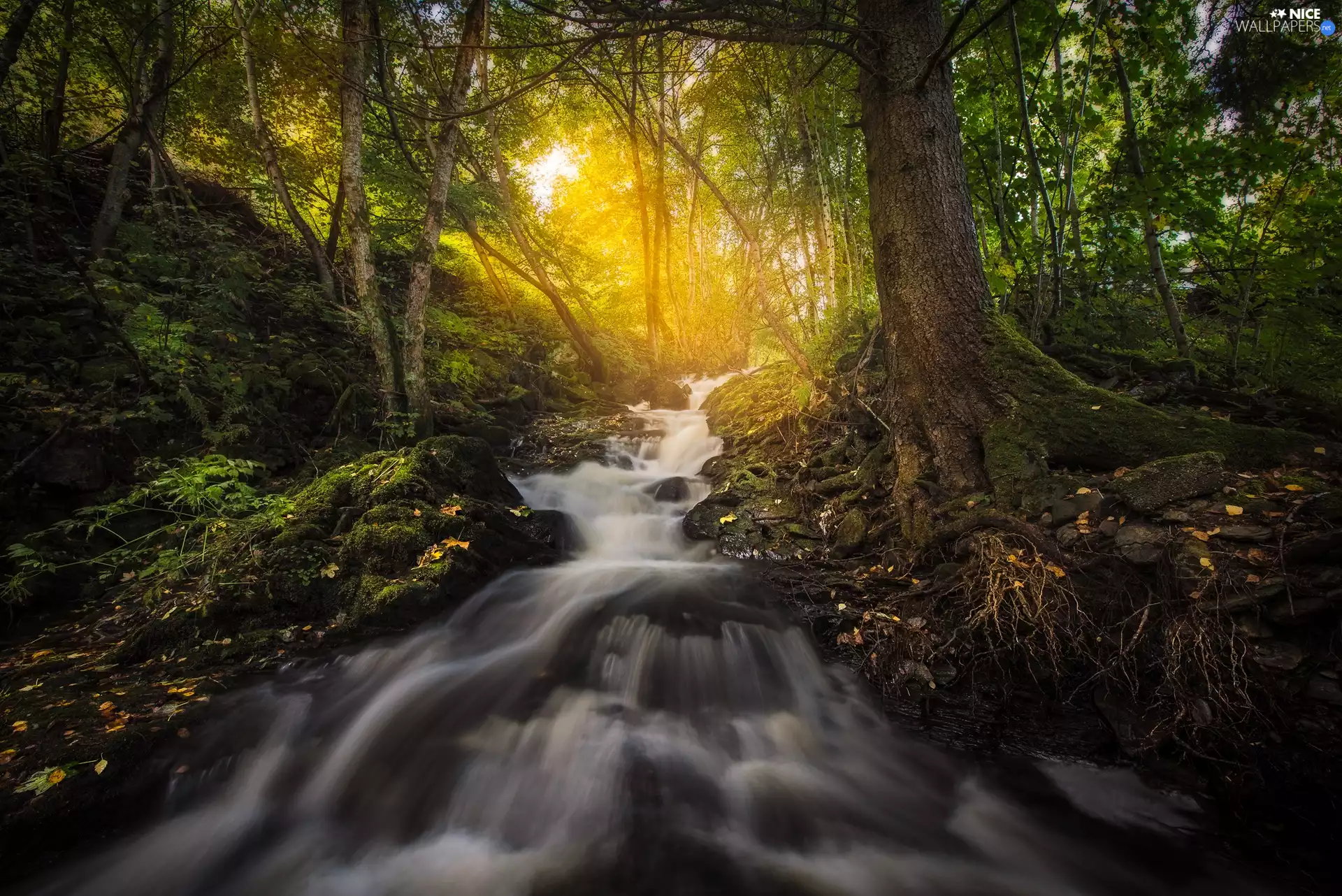 forest, light breaking through sky, flux, trees, brook, Trøndelag Region, Norway, viewes