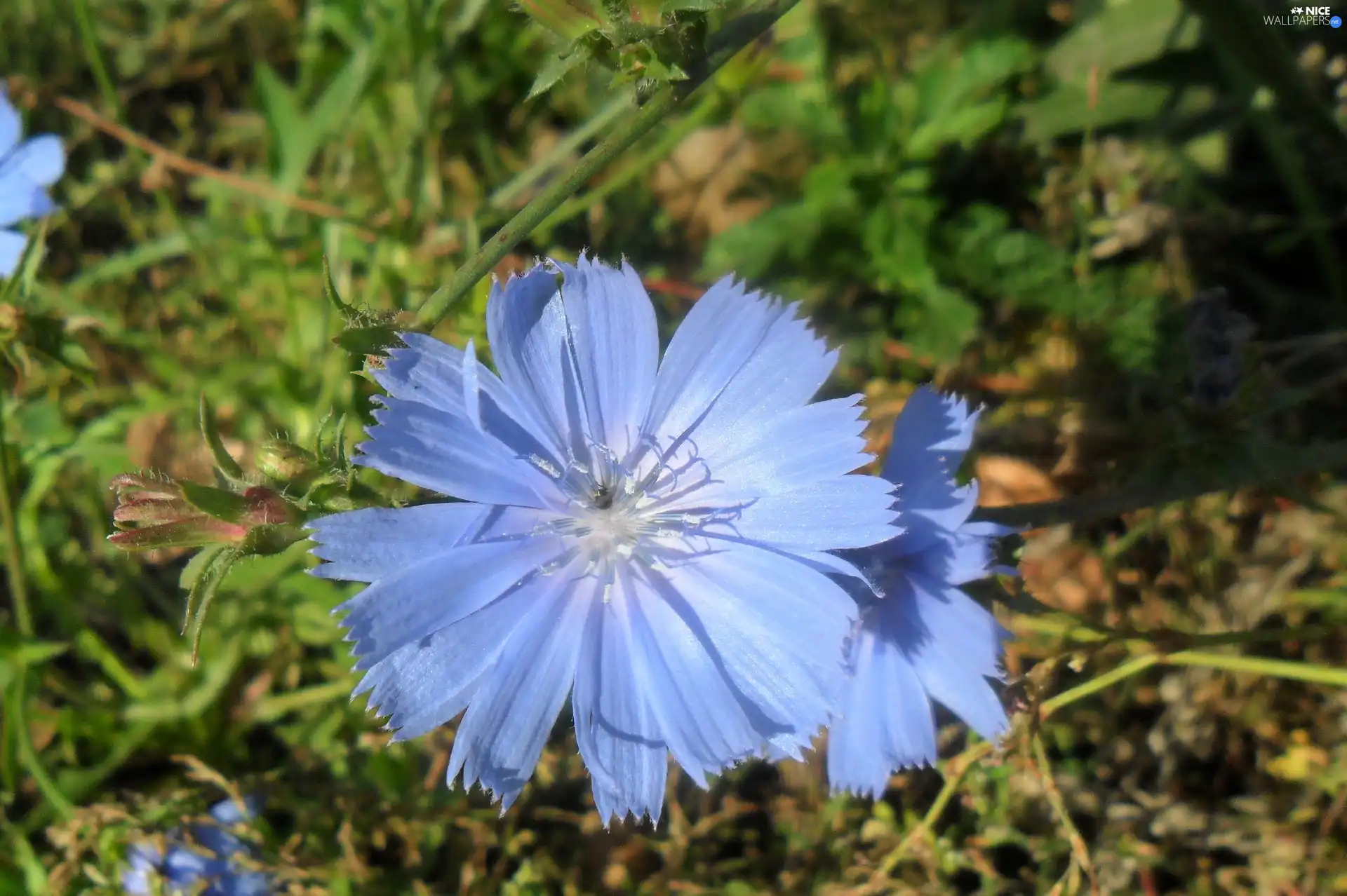 blue, endive, traveller, Colourfull Flowers