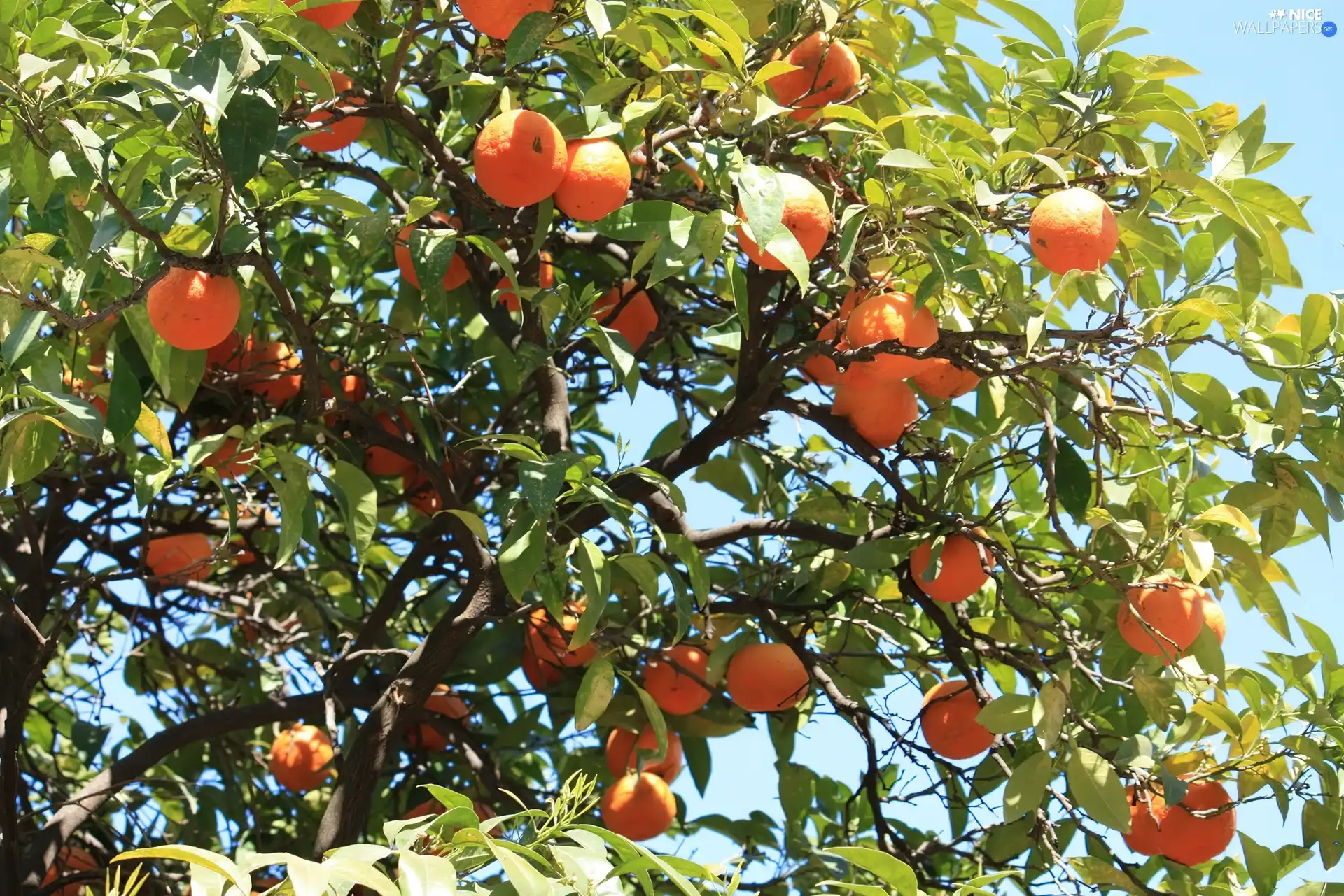 tree, orange, an