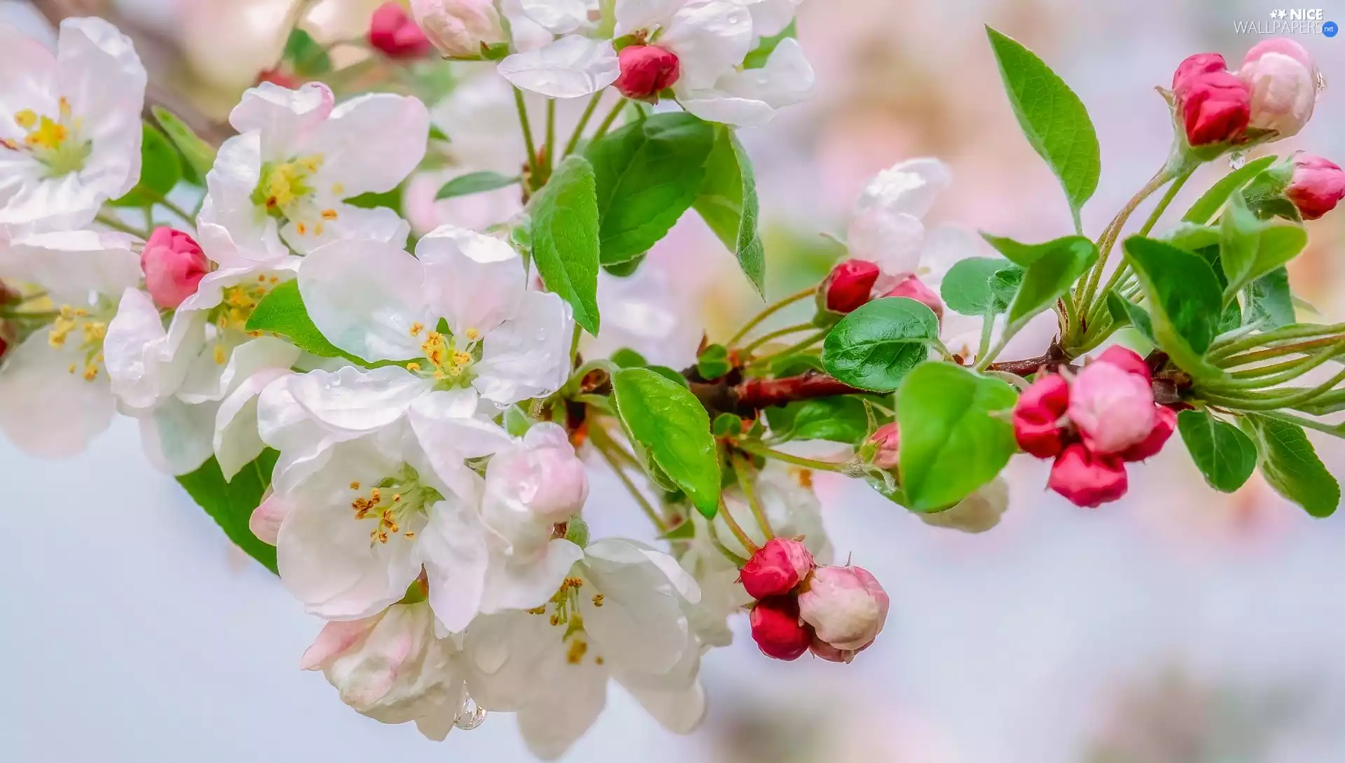 Fruit Tree, apple, drops, Flowers