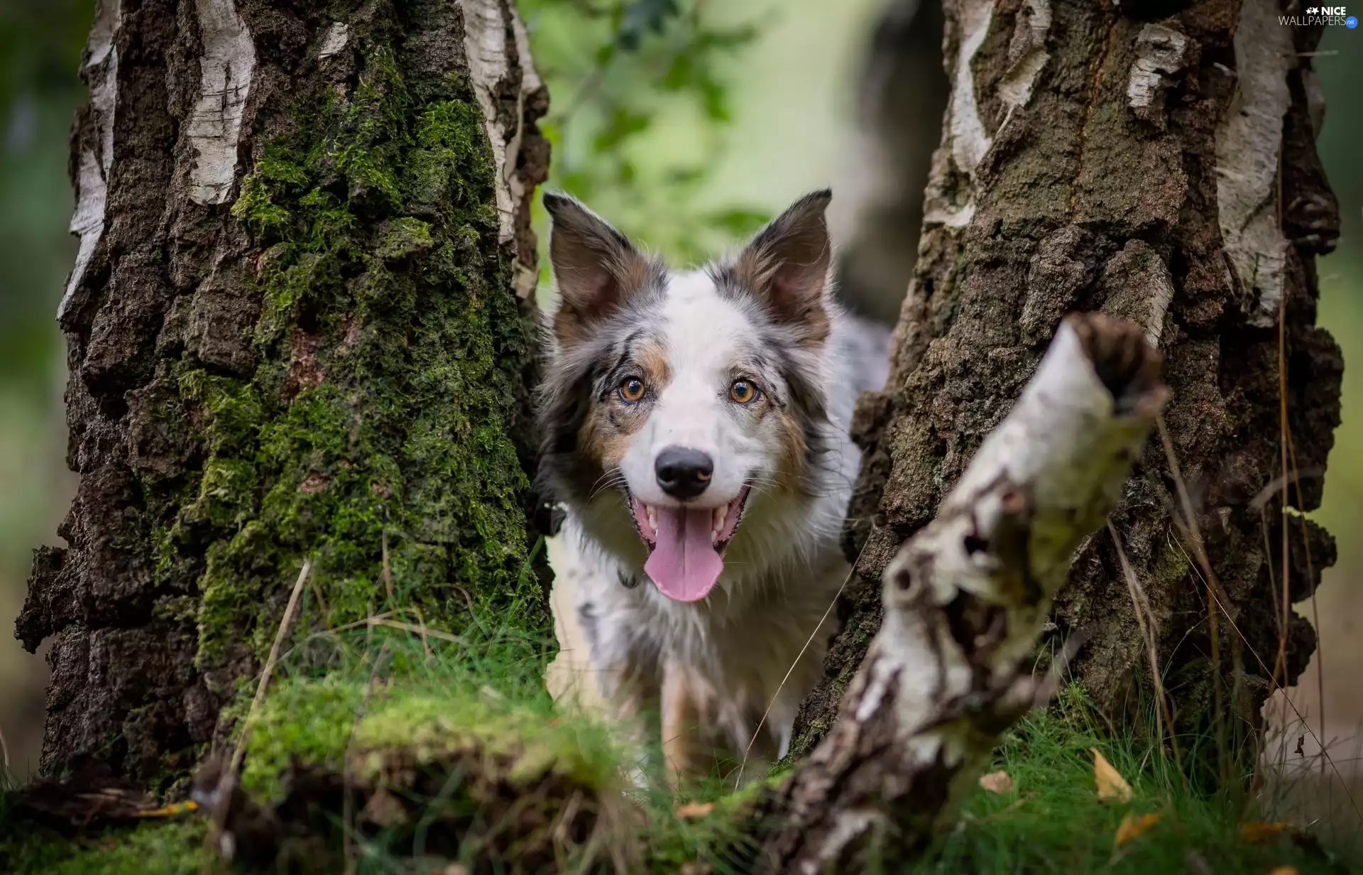Border Collie, birch-tree