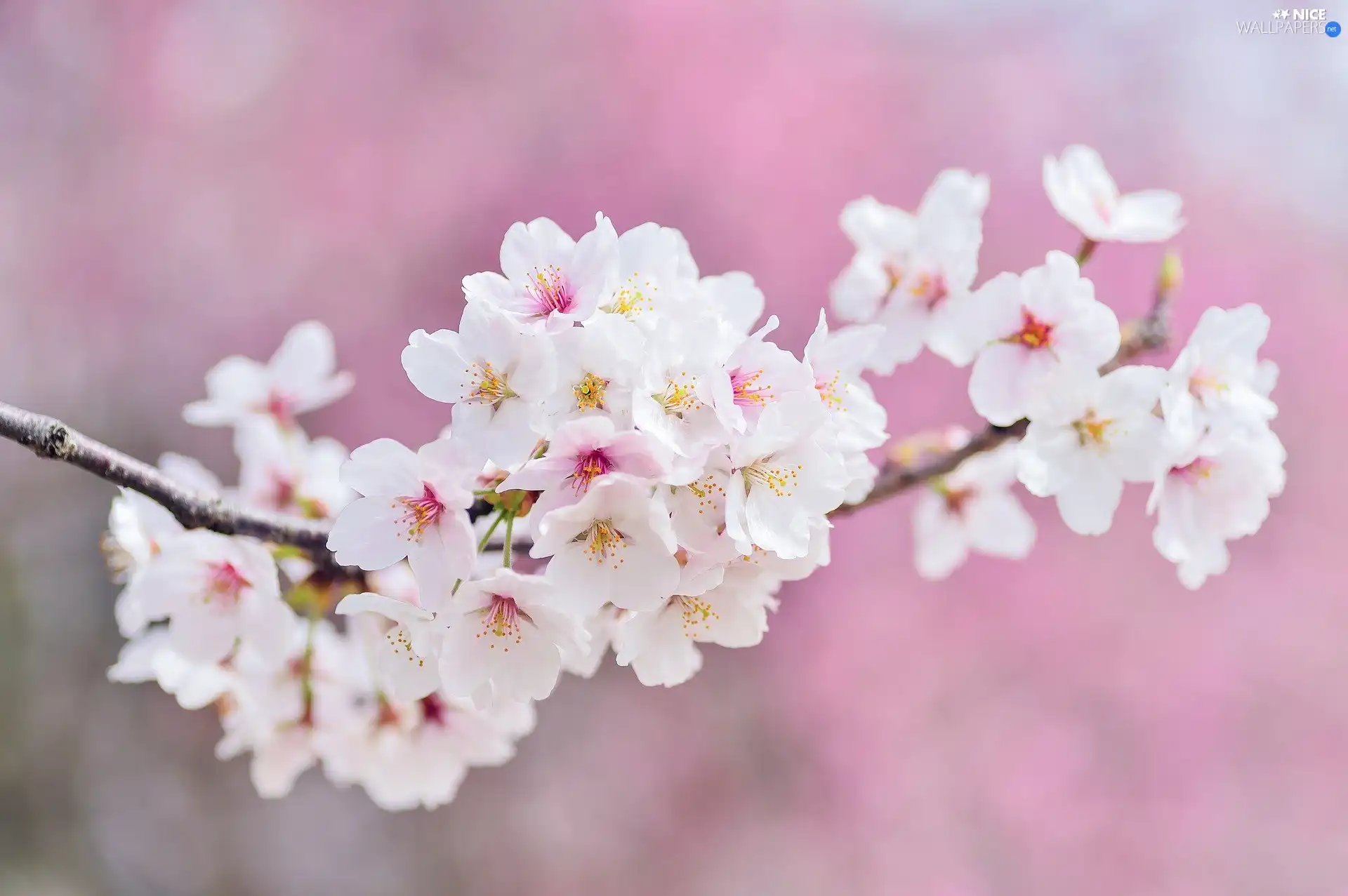 Fruit Tree, cherry, twig, Flowers