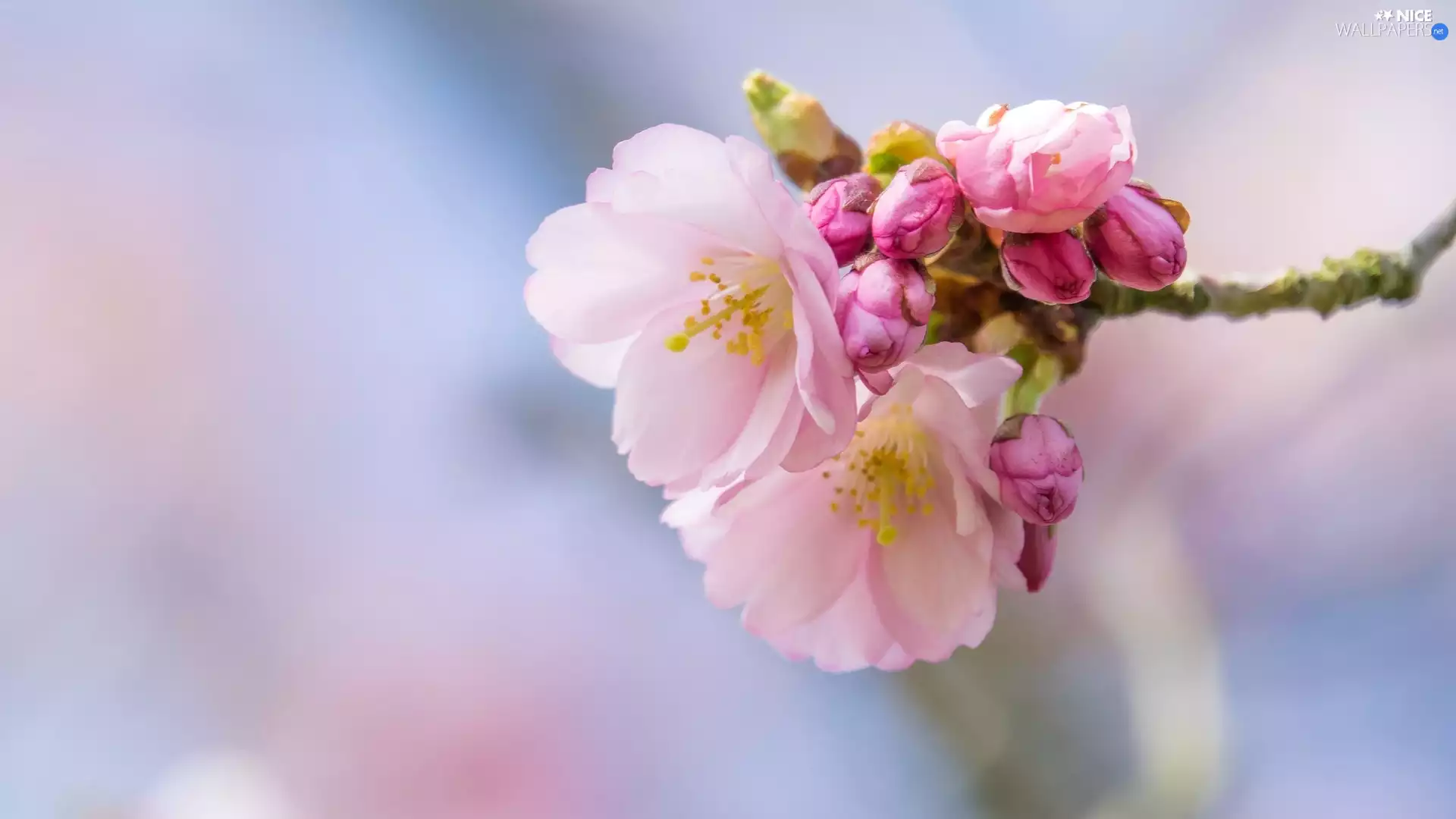 Fruit Tree, Colourfull Flowers, twig