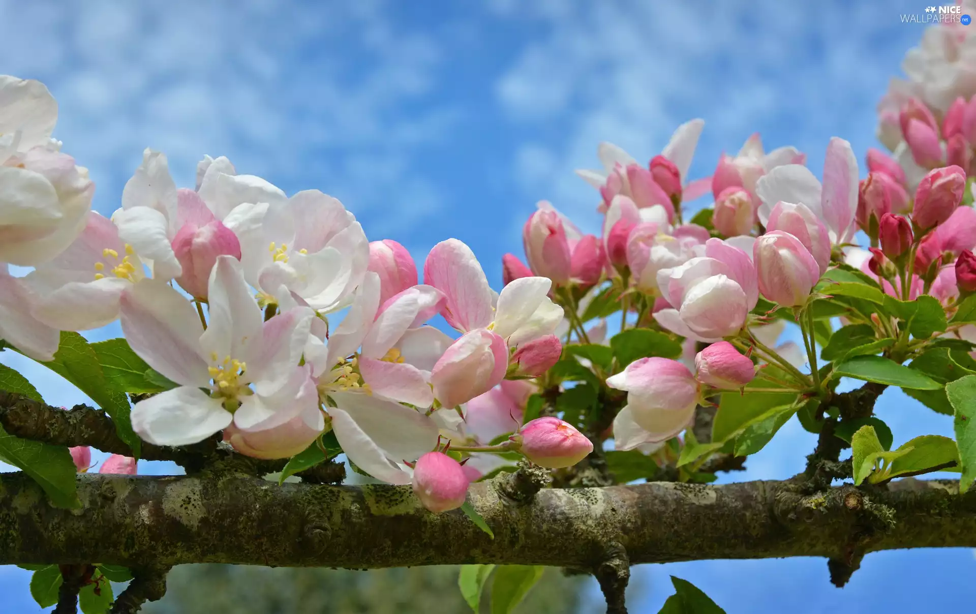 Fruit Tree, apple-tree, branch, Flowers