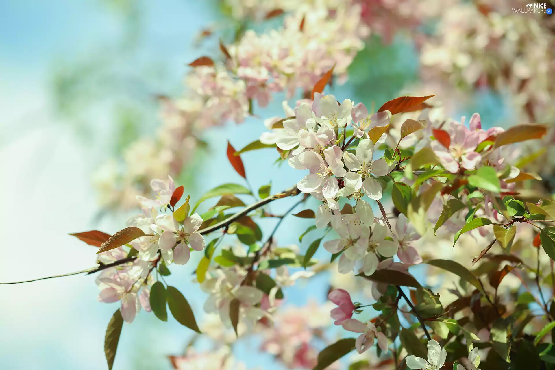 Light pink, Fruit Tree, Twigs, Flowers